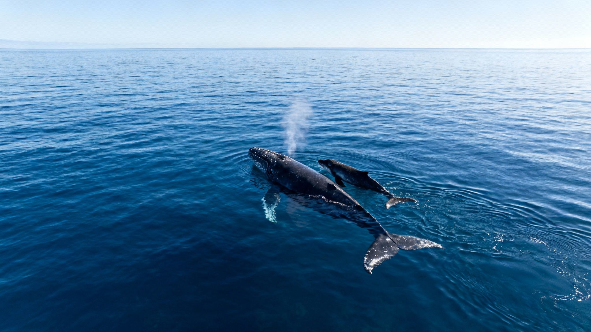 An aerial view of a humpback whale spouting water next to its calf in the blue ocean.