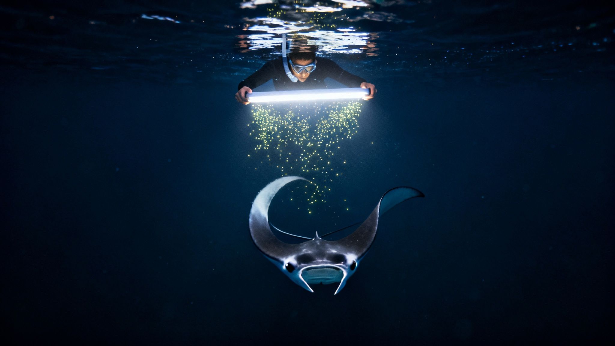 A person snorkeling at night with a bright light, illuminating a majestic manta ray and luminous plankton.