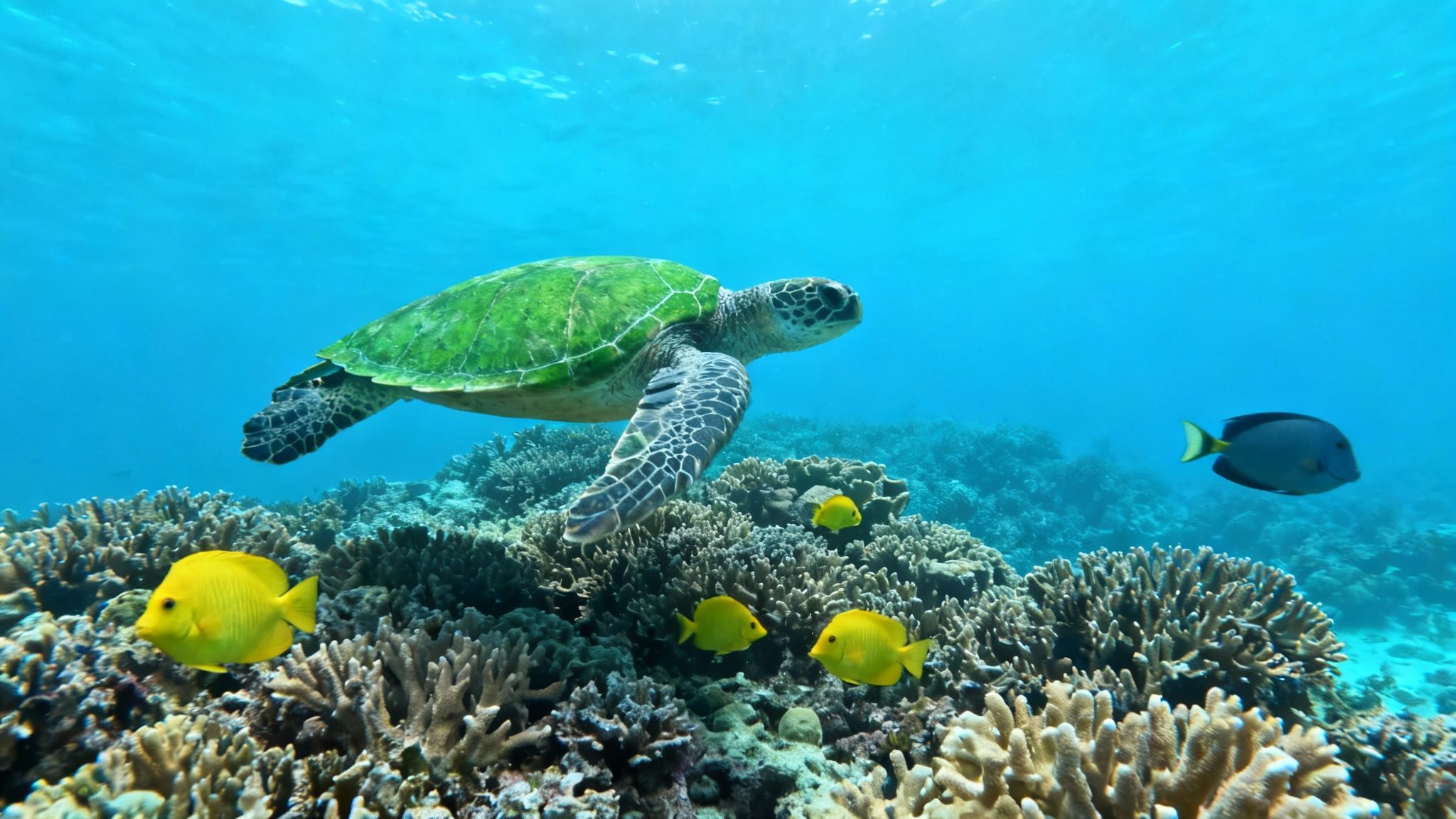 A vibrant yellow tang fish swims near a coral reef in Kealakekua Bay