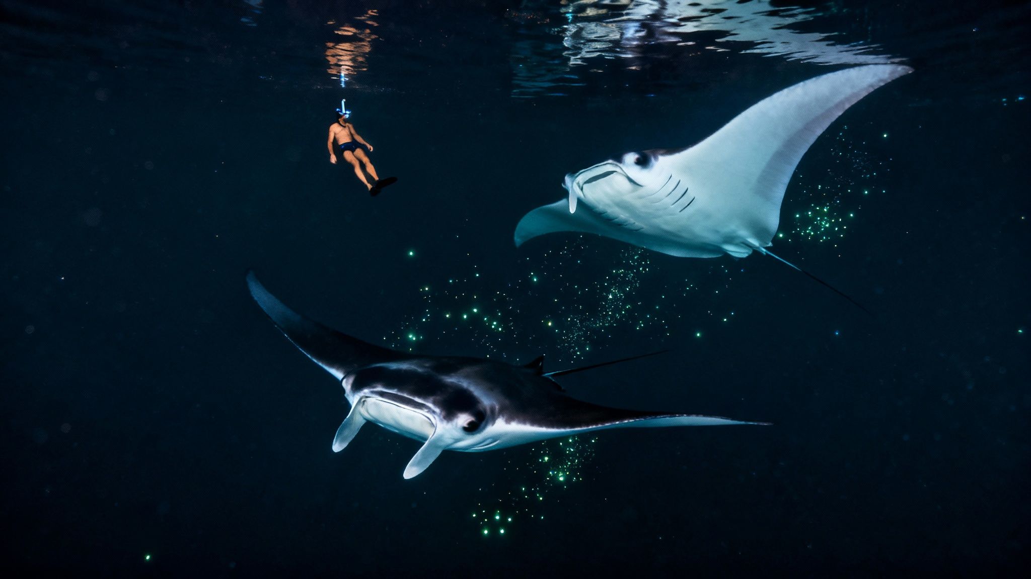 A person snorkeling at night with two giant manta rays and glowing bioluminescent plankton.