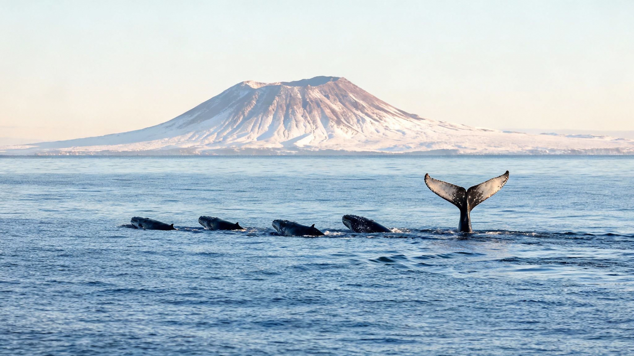 A pod of whales, including one showing its fluke, swims in calm blue waters with a majestic snow-capped mountain behind them.