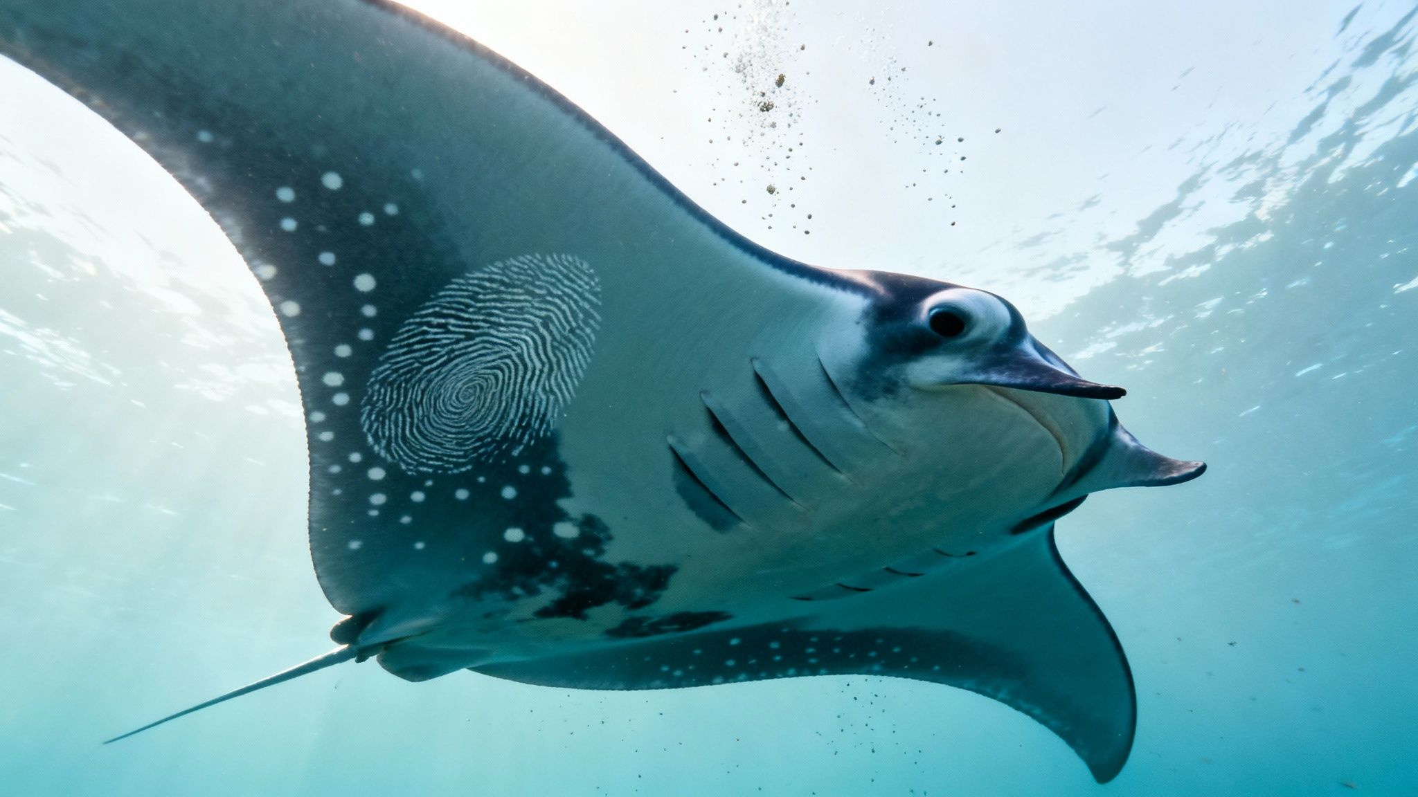 A magnificent manta ray swims gracefully underwater, displaying a unique fingerprint-like pattern on its fin.