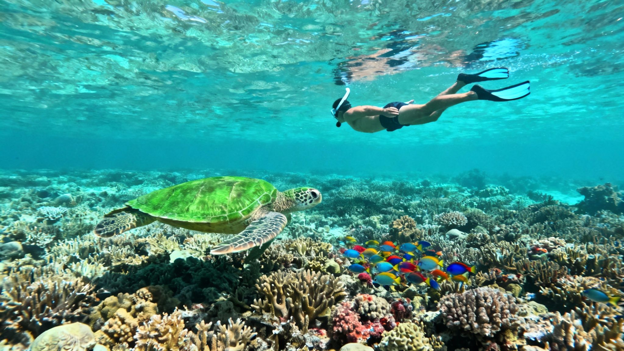 Colorful reef fish swimming over coral in Kealakekua Bay, Hawaii.