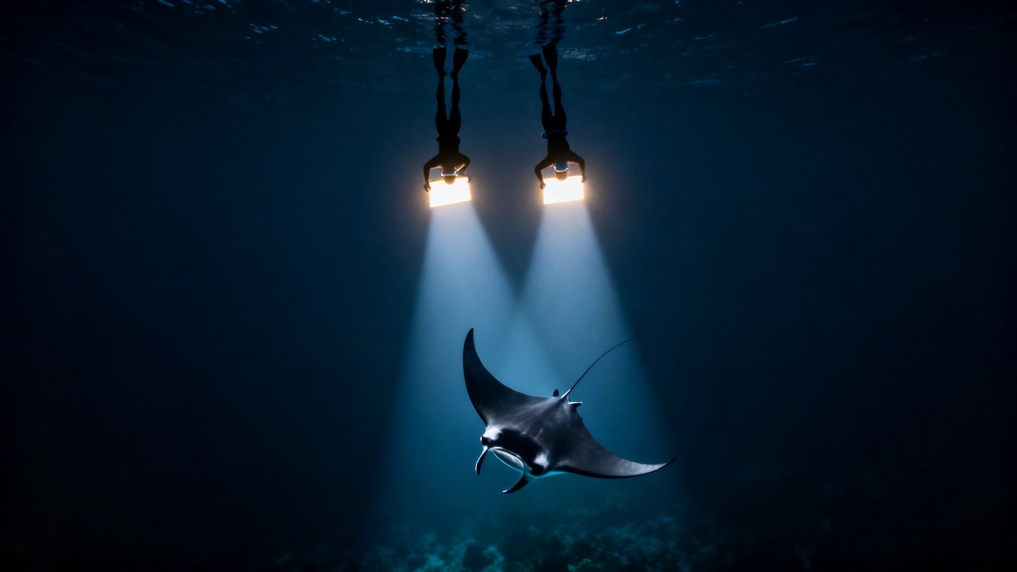 Two divers with bright lights illuminate a majestic manta ray swimming in the deep dark ocean.
