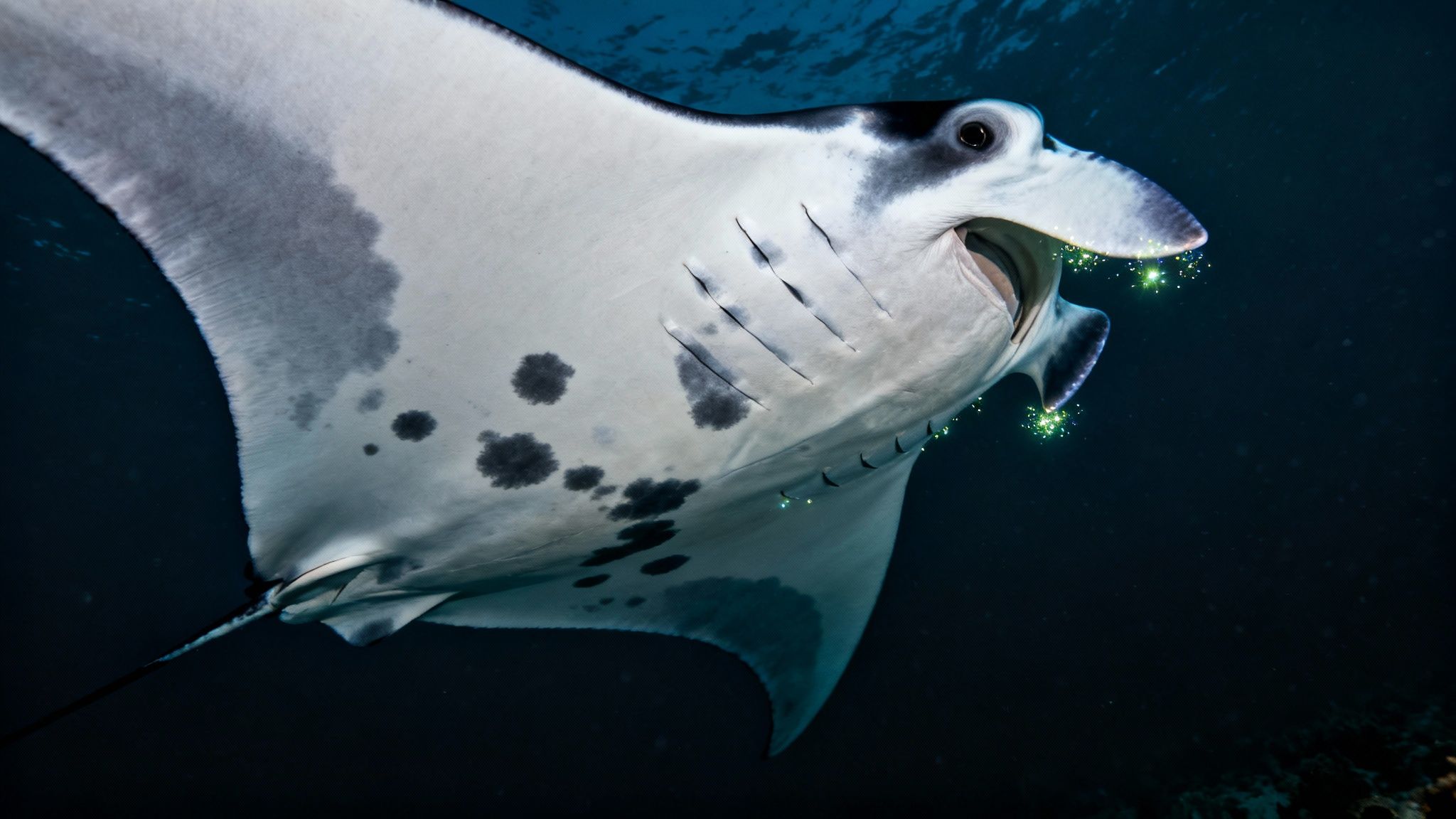 Underside view of a manta ray with dark spots, glowing plankton around its mouth.