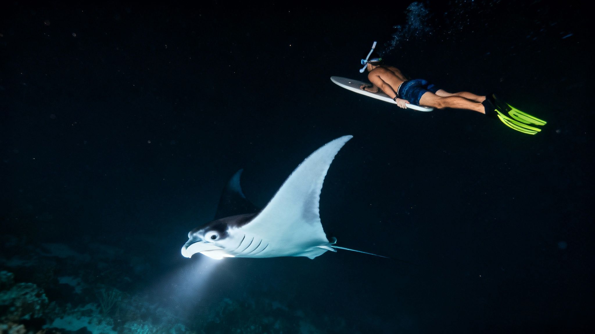 A snorkeler holds onto a light board as a massive manta ray swims just below.