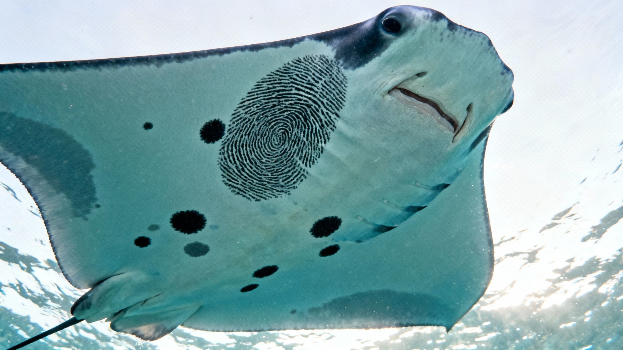 Close-up of a manta ray's underside with a unique fingerprint-like pattern, swimming in clear water.