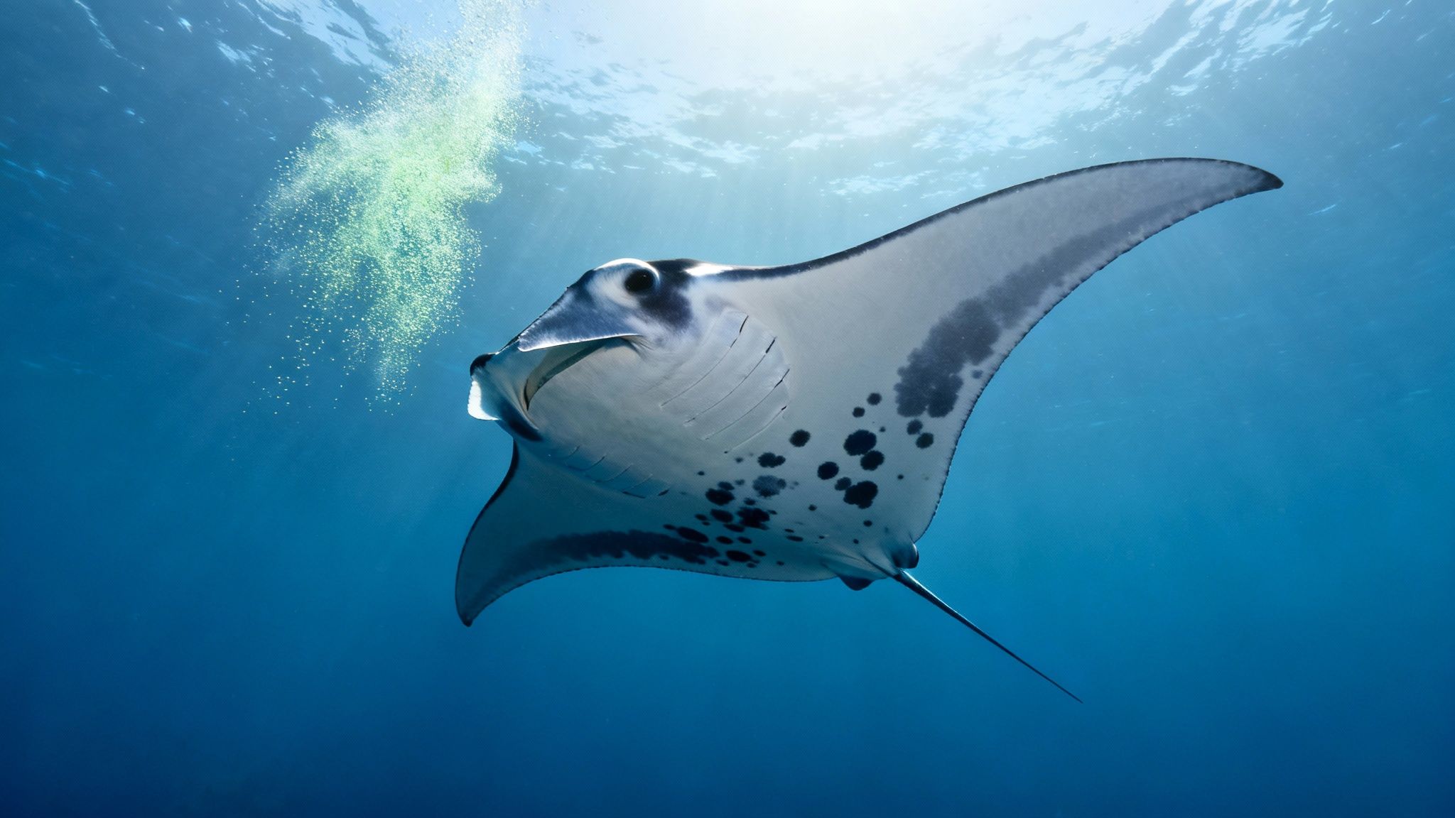 A graceful manta ray swims in clear blue ocean water with sunlight and plankton near the surface.