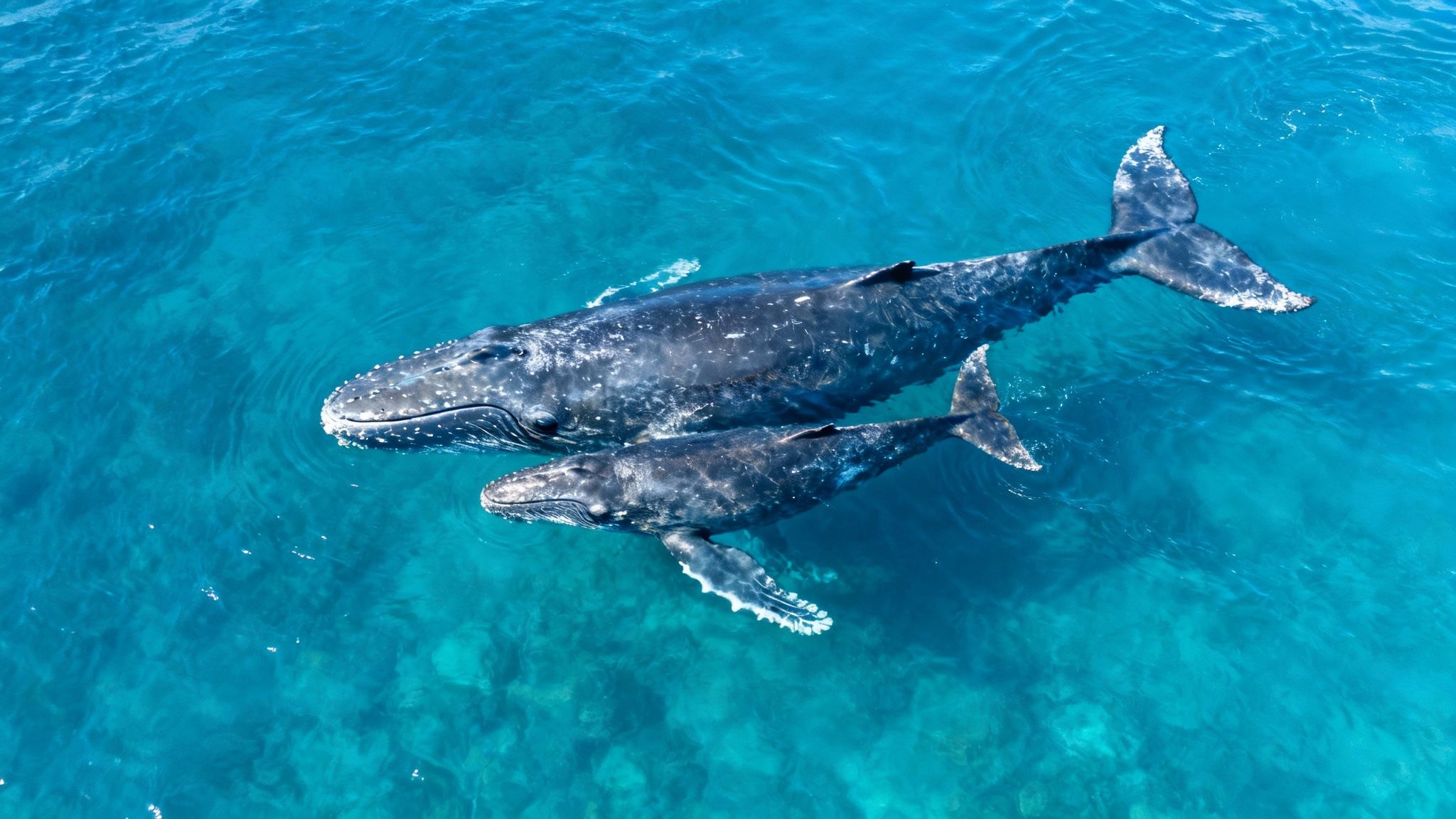 A humpback whale calf swimming alongside its mother in the clear blue waters off the Kona coast.