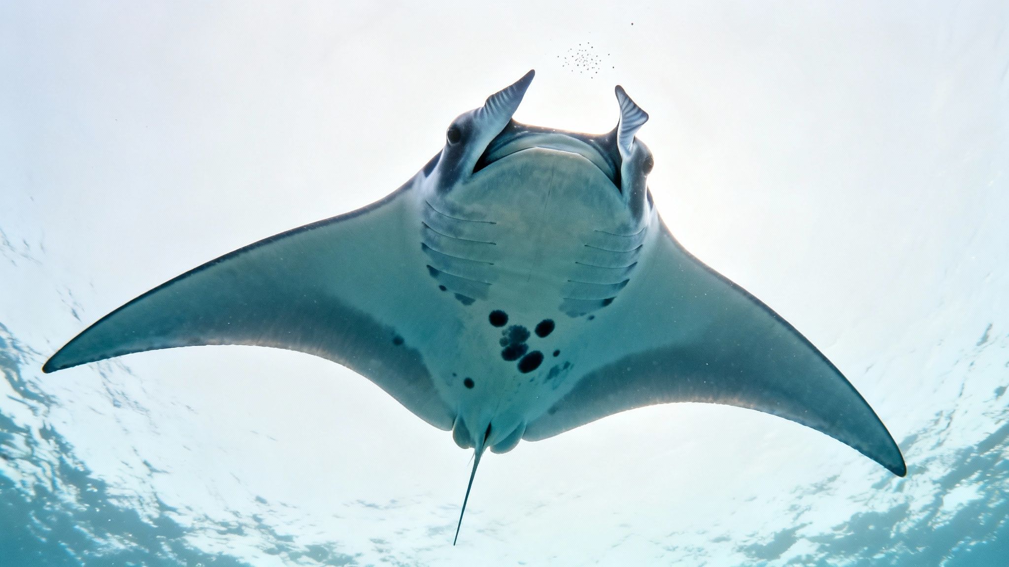 A majestic manta ray glides gracefully upwards, its spotted white belly visible against the bright water surface.