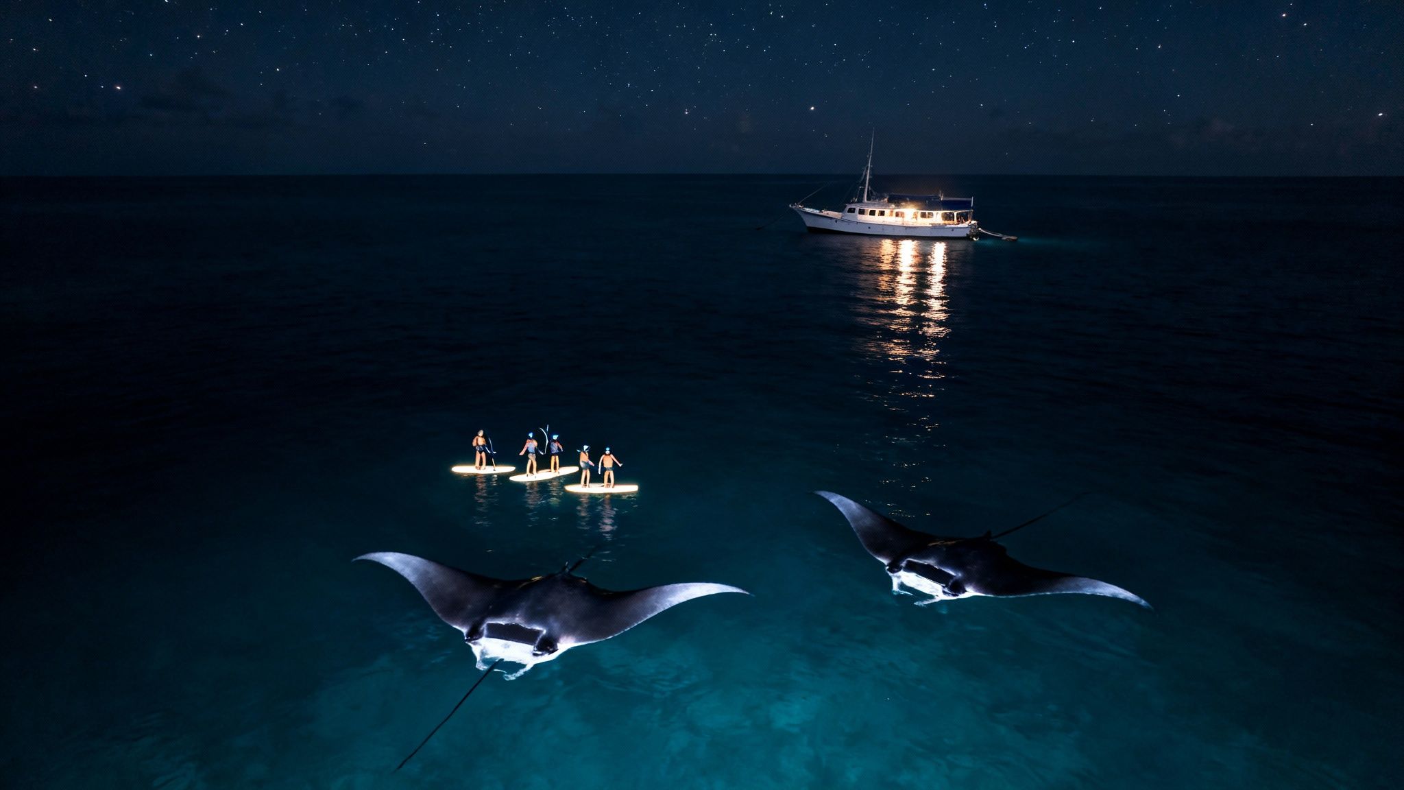 People on illuminated paddleboards observe majestic manta rays at night under a starry sky.