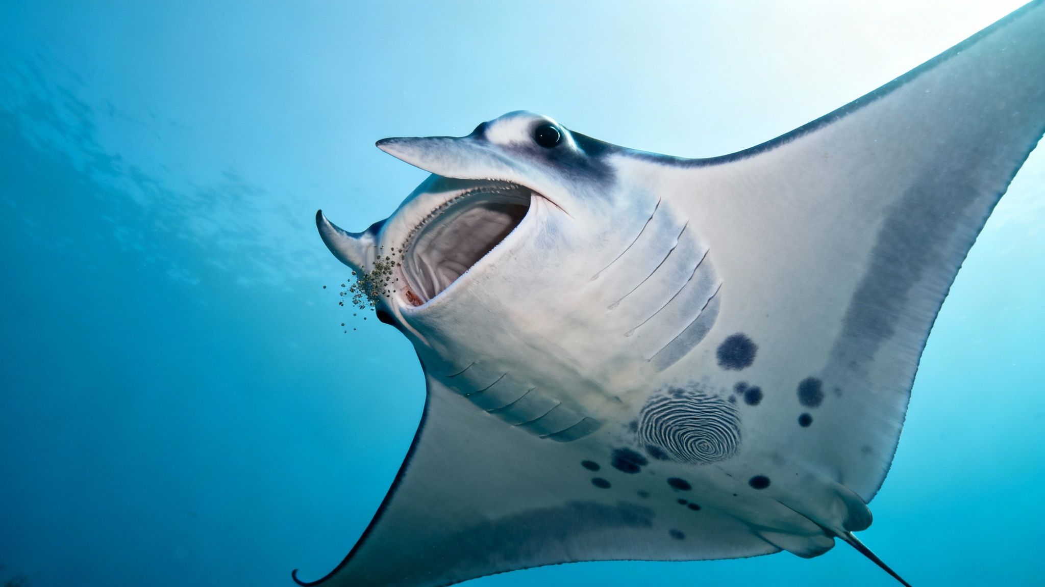 A reef manta ray glides gracefully through the dark ocean, its white underbelly markings visible.