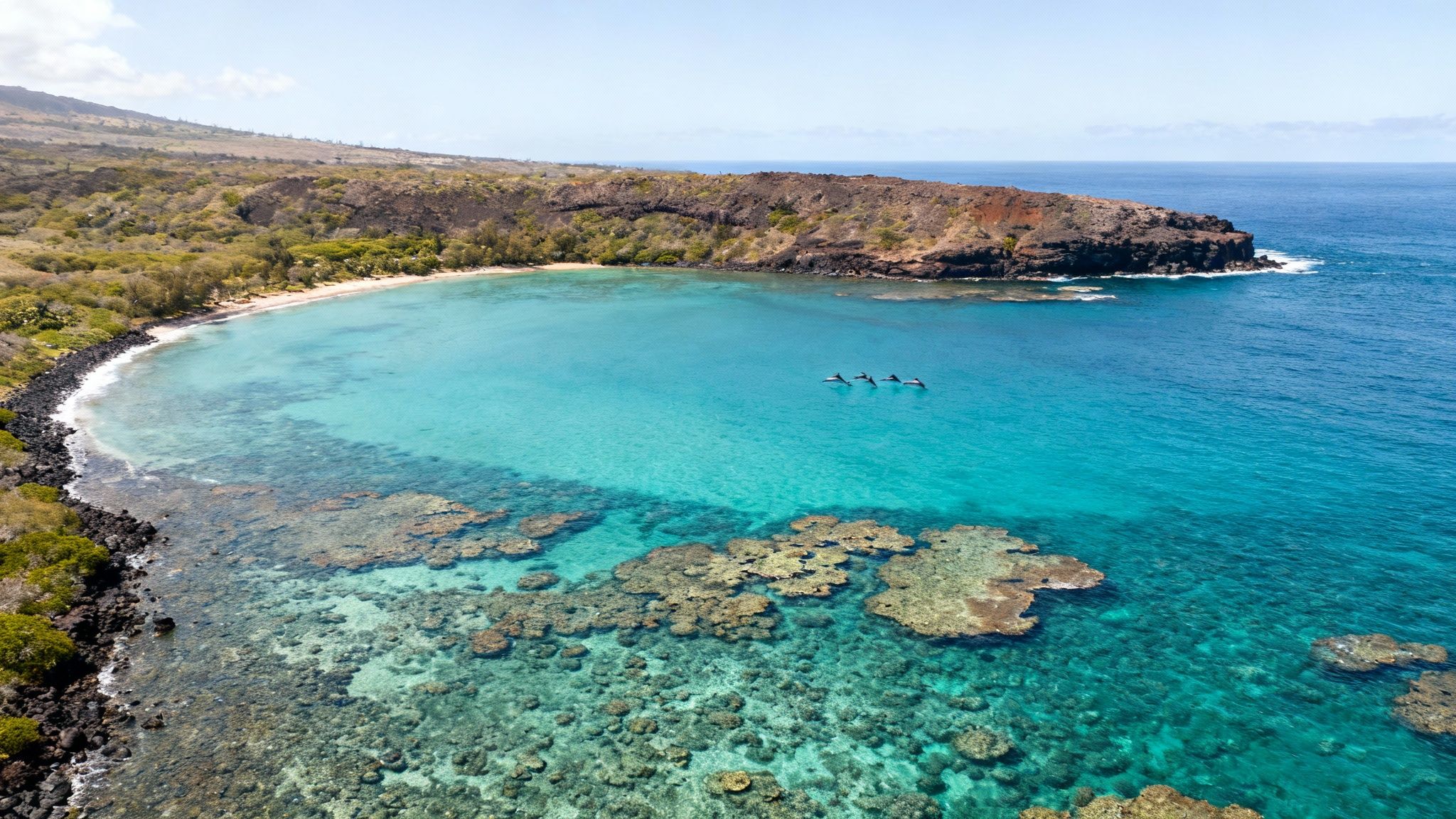 Aerial view of turquoise bay with dolphins swimming near coral reefs and volcanic coastline