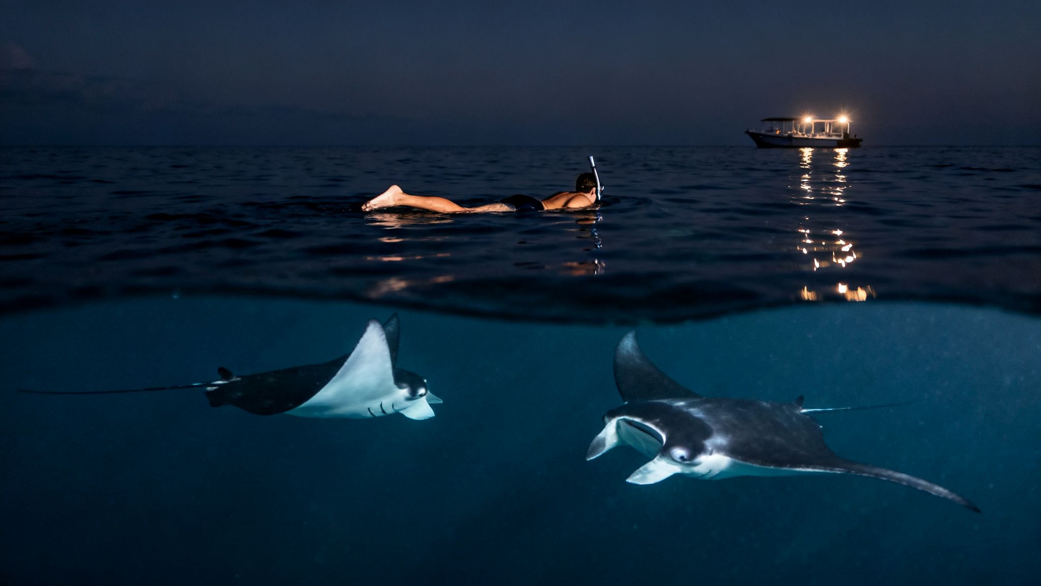 Split shot of a person snorkeling at night with two majestic manta rays.