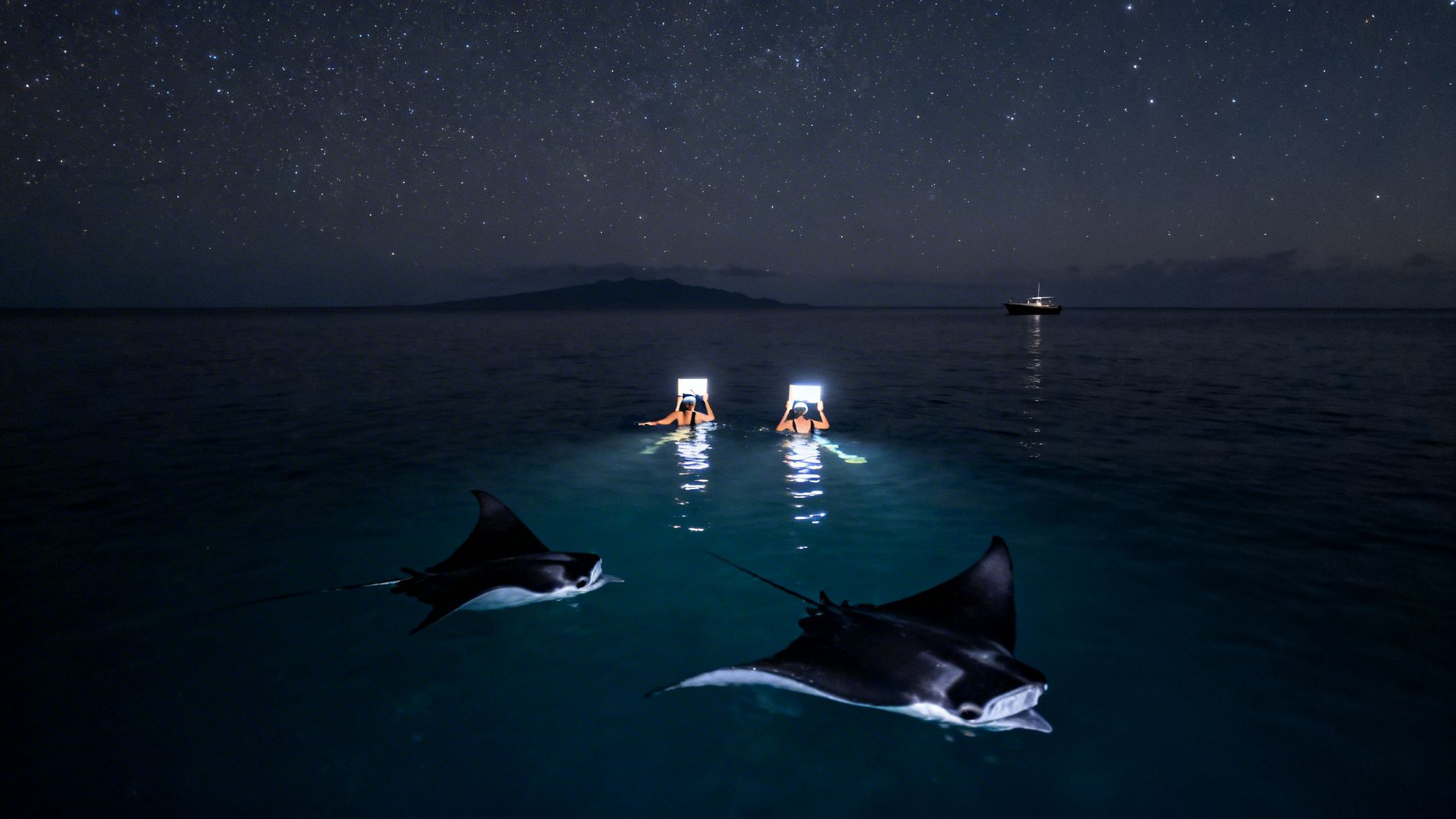 Two people night snorkeling with manta rays under a starry sky, illuminated by their lights.