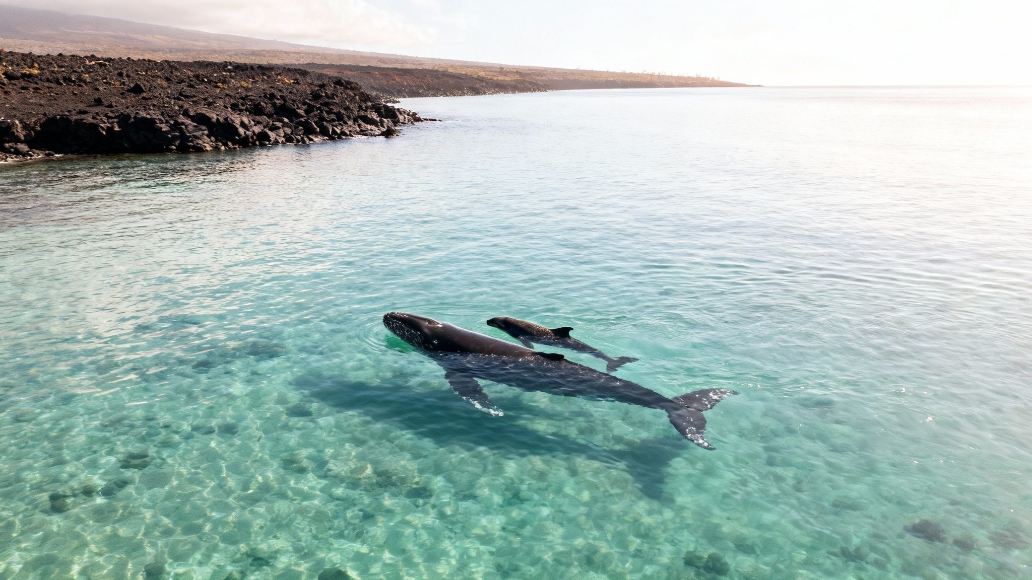 A mother humpback whale and her calf swim gracefully in clear turquoise ocean water near a rocky coastline.