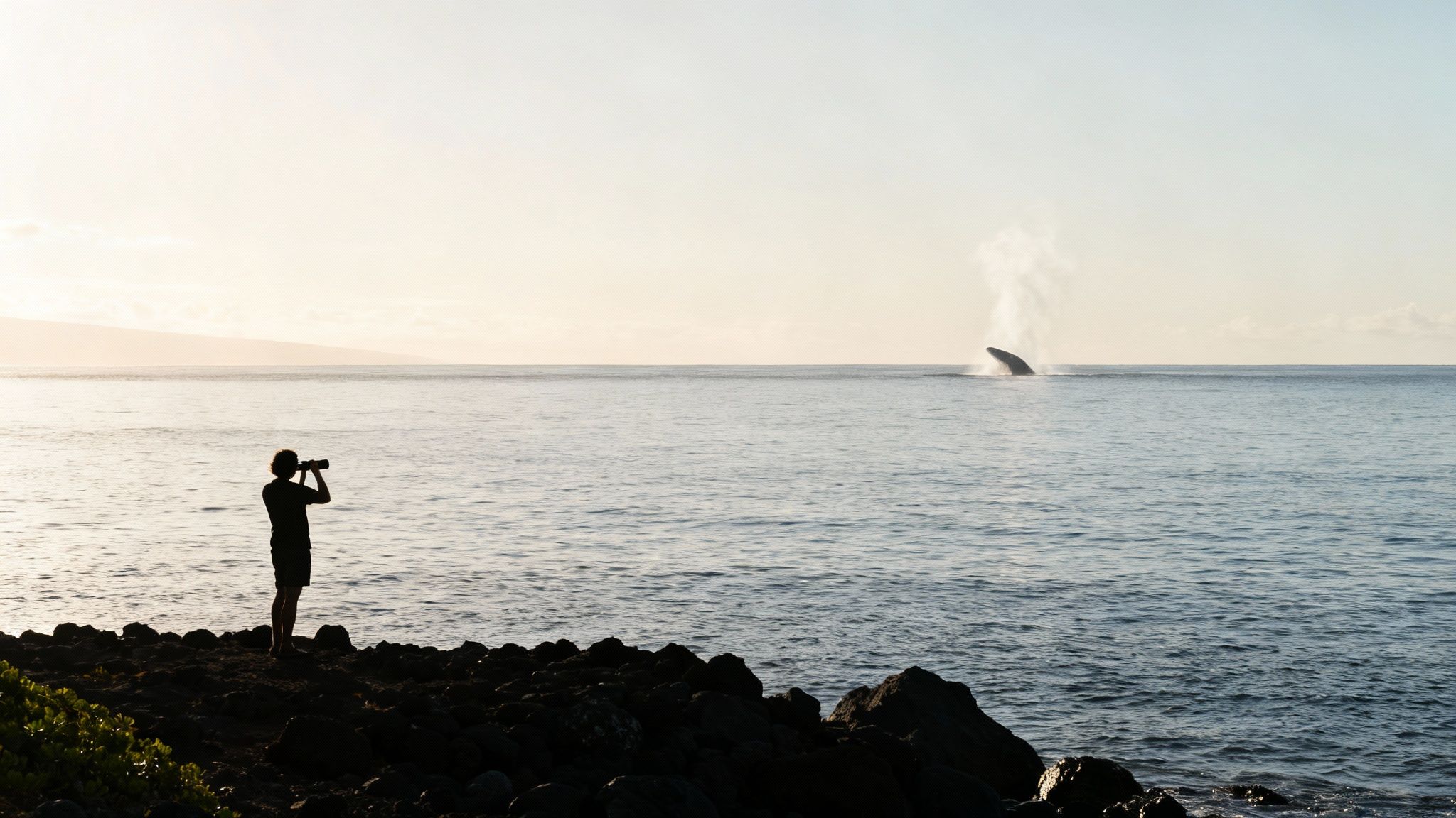 Silhouetted person on rocky shore watches a whale spout water in the ocean through binoculars.