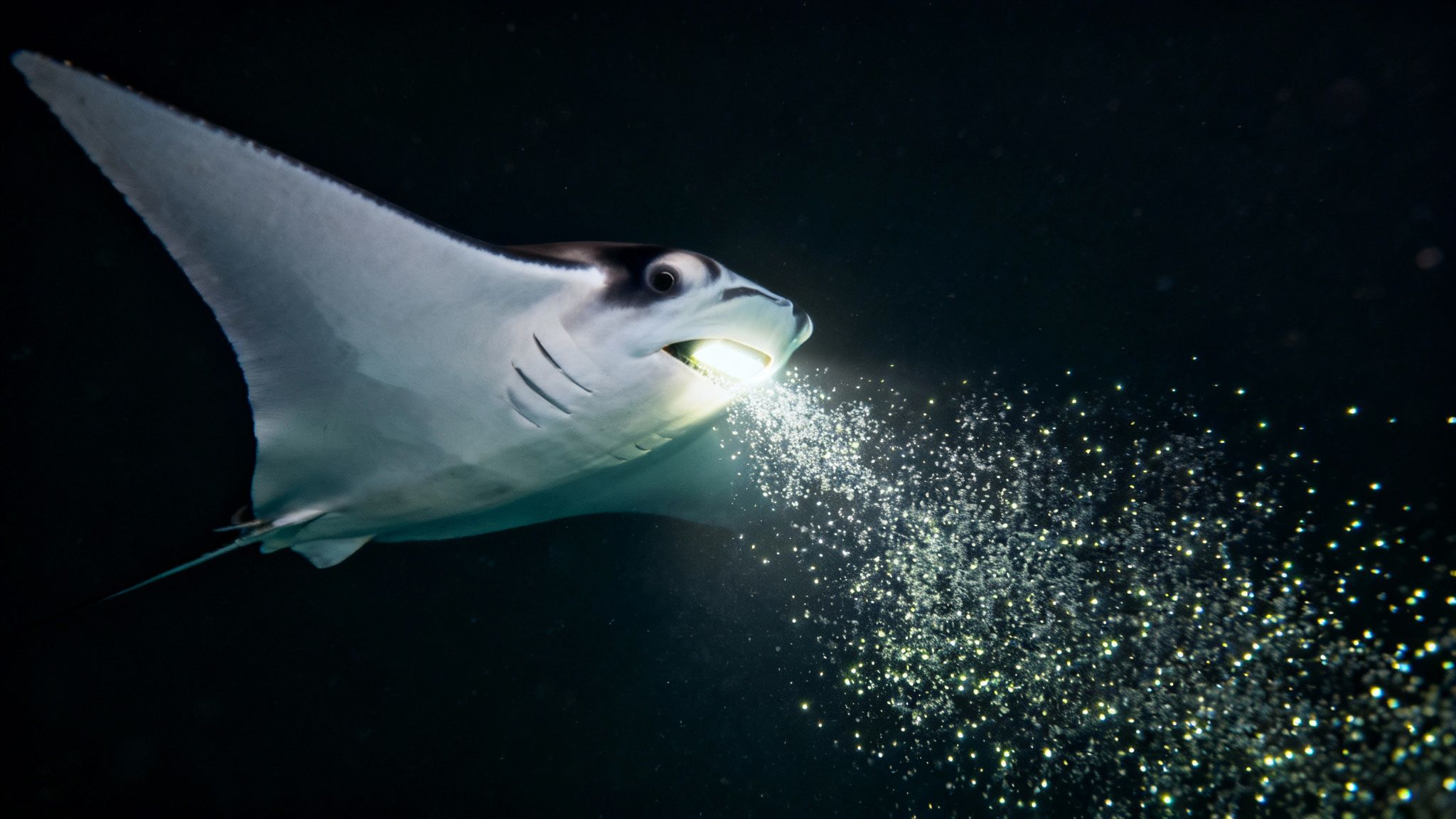 Two large manta rays feeding in the illuminated water at night.