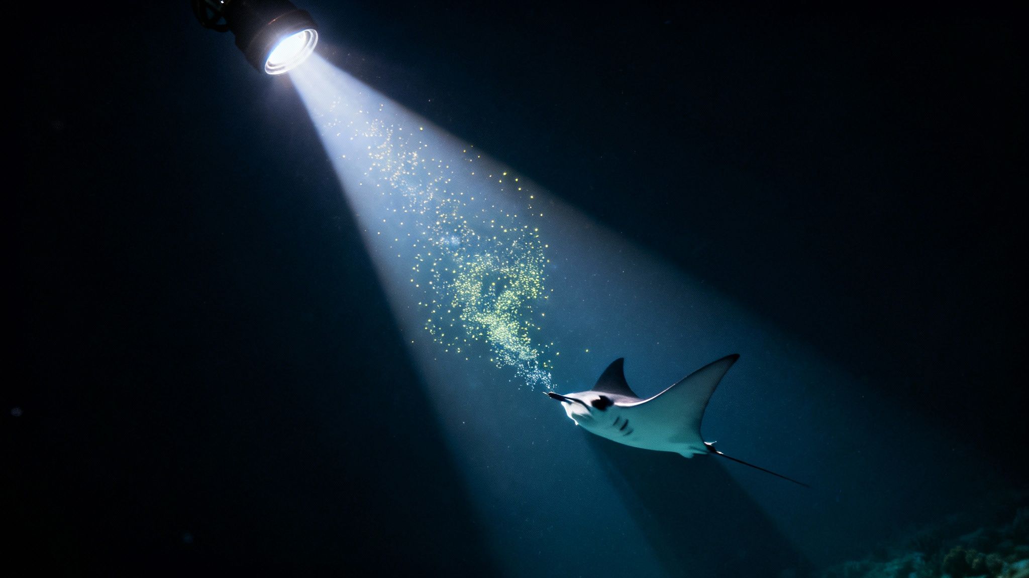 A graceful manta ray illuminated by a spotlight, feeding on glowing plankton in dark waters.