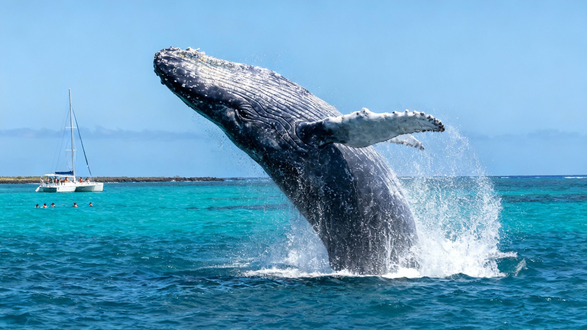 A magnificent humpback whale breaches out of the turquoise ocean, creating a large splash, near a boat and swimmers.