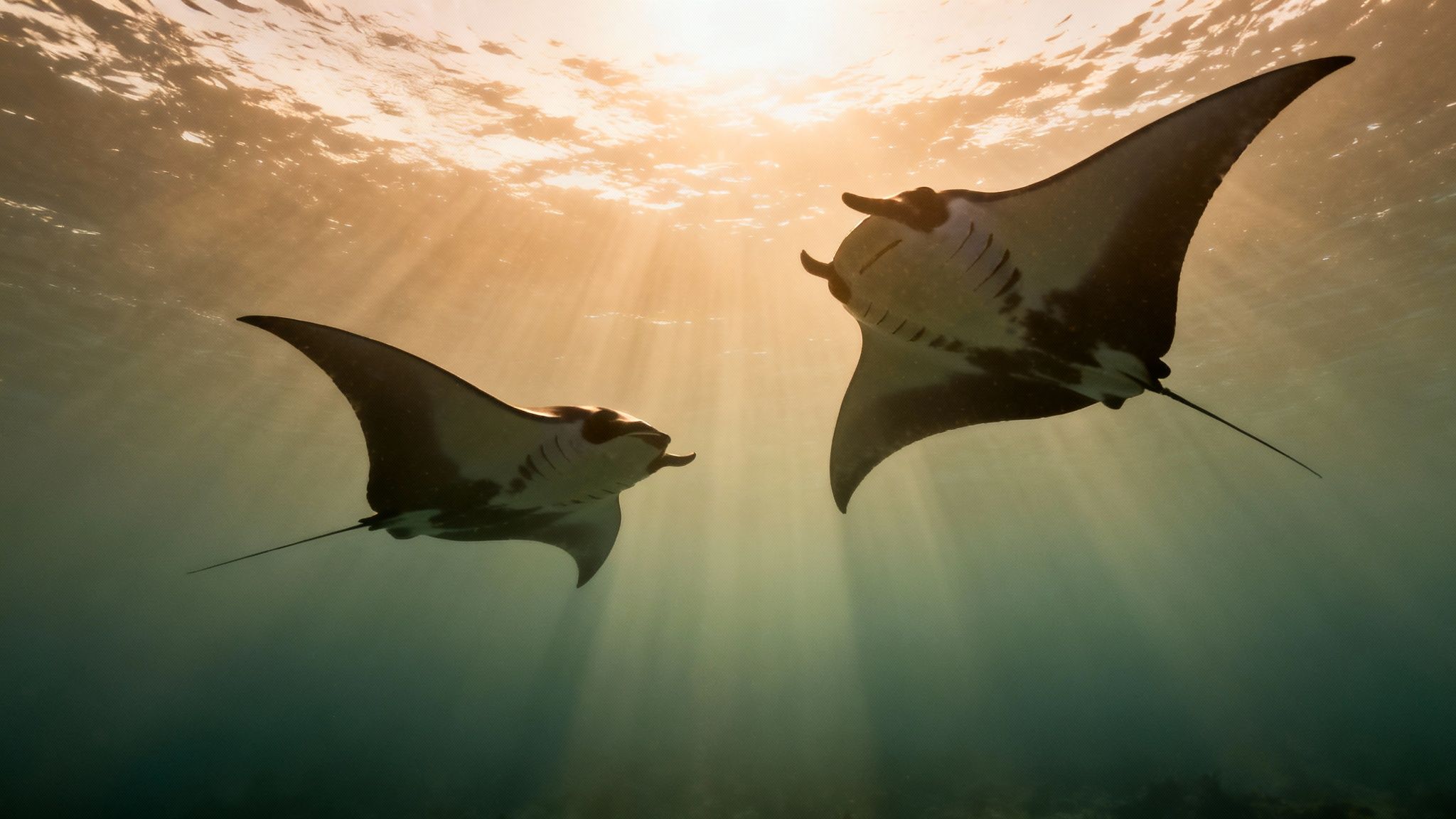 Two majestic manta rays gracefully swim underwater, illuminated by beautiful sunbeams from the surface.