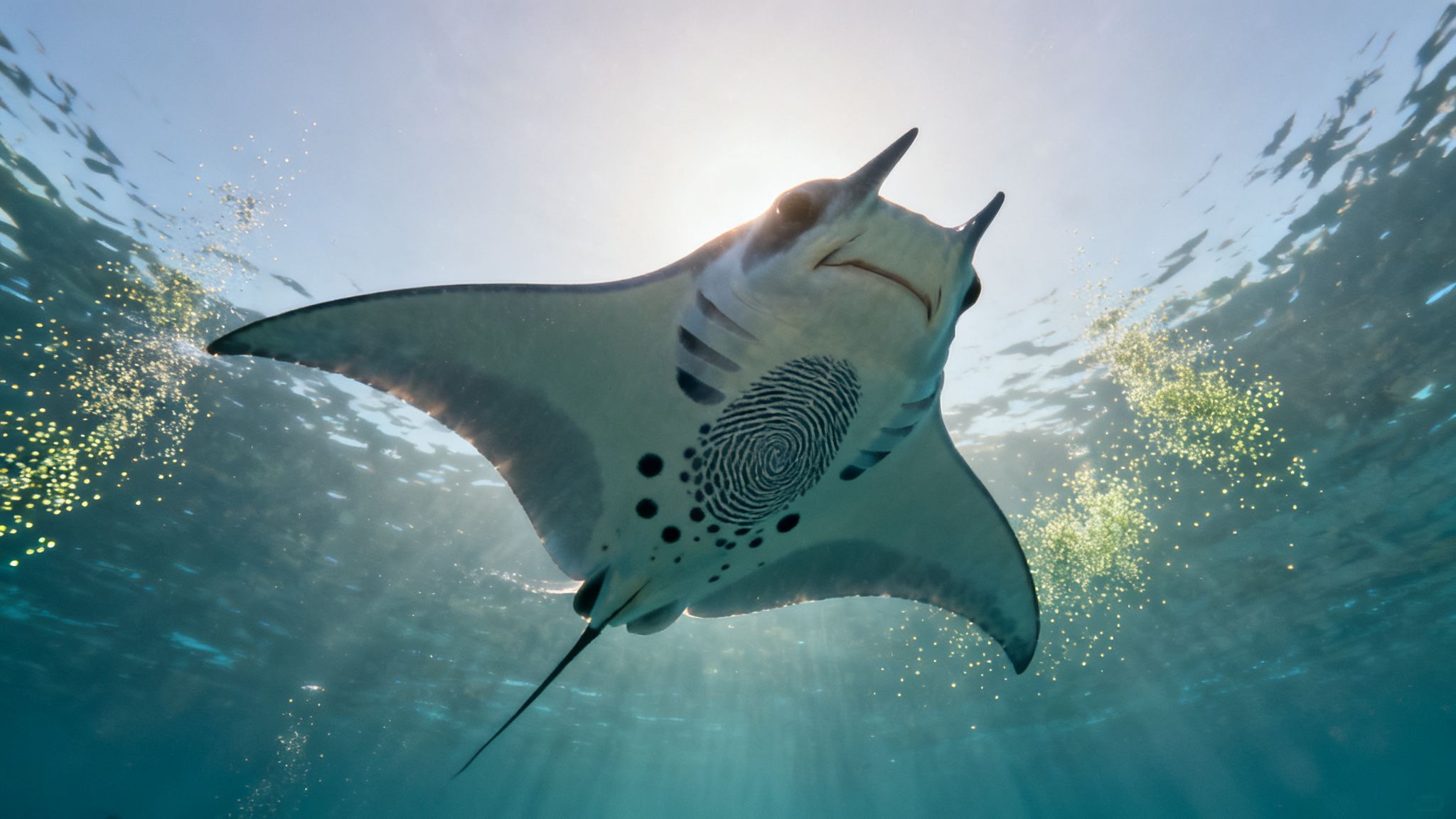 A majestic manta ray swims gracefully underwater, its unique belly pattern illuminated by sunlight.
