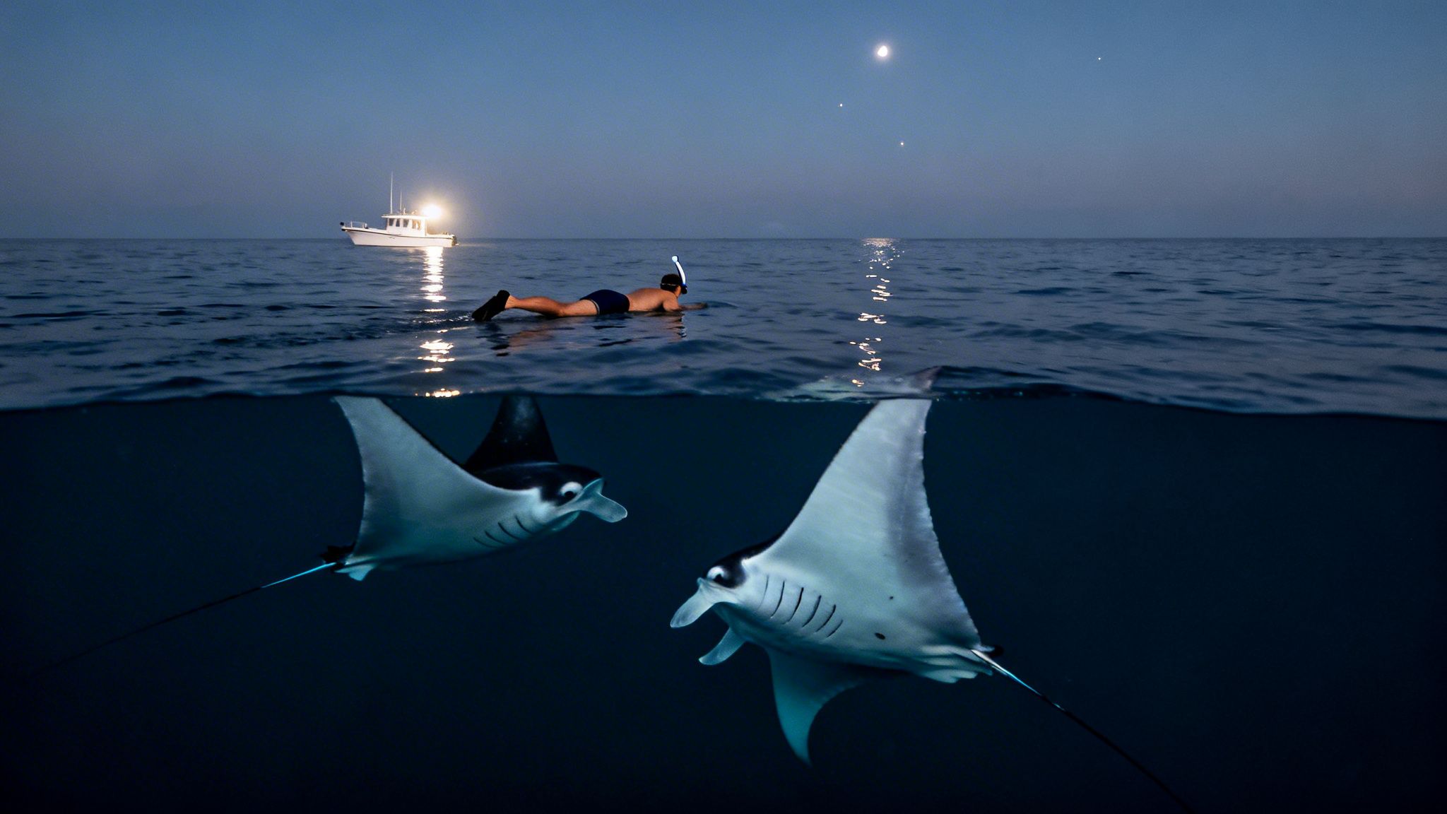 A person night snorkeling with two majestic manta rays underwater, with a lit boat above.