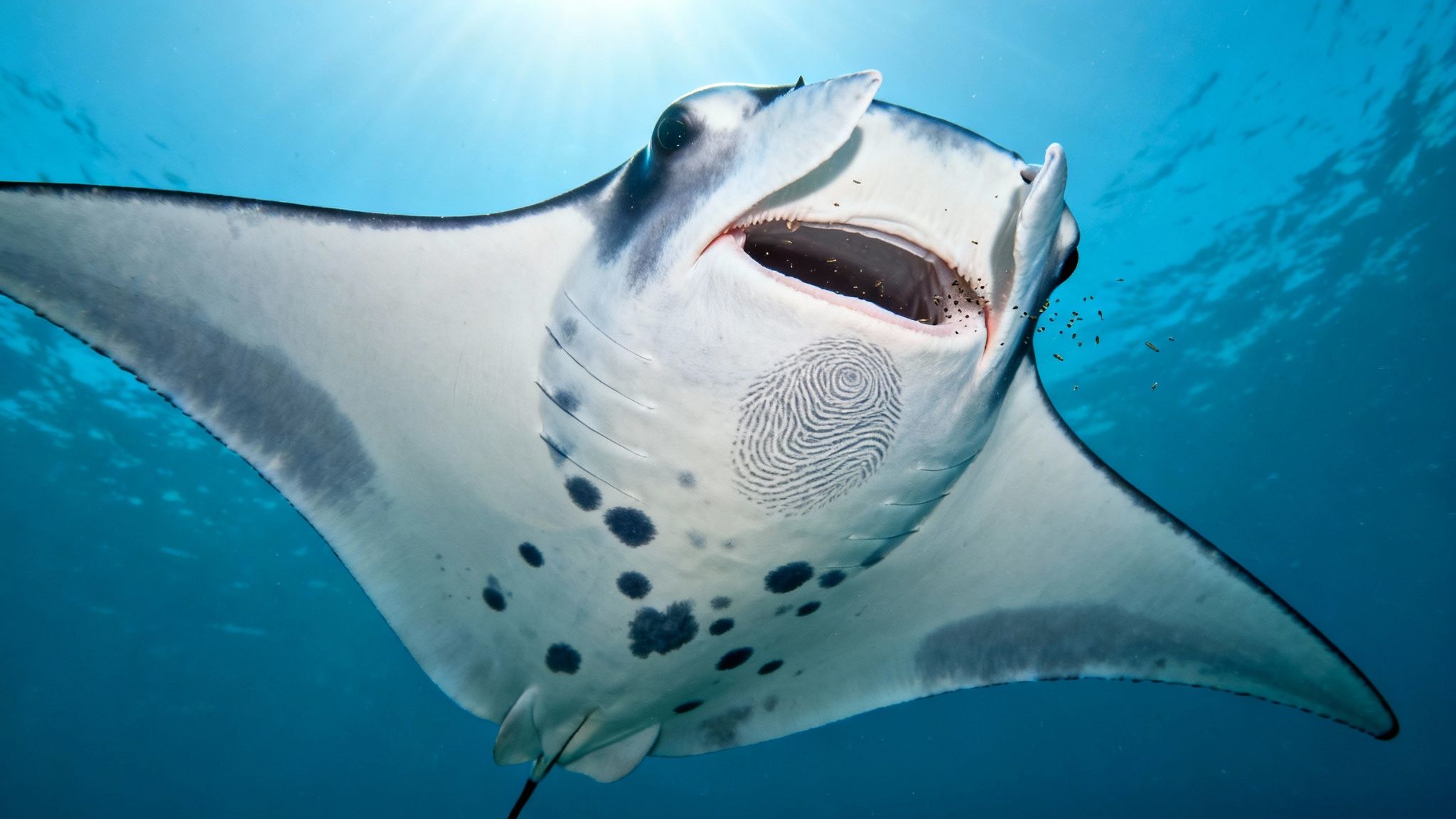 A magnificent manta ray swims towards the camera with its mouth open, feeding on plankton, revealing a unique pattern on its underside.