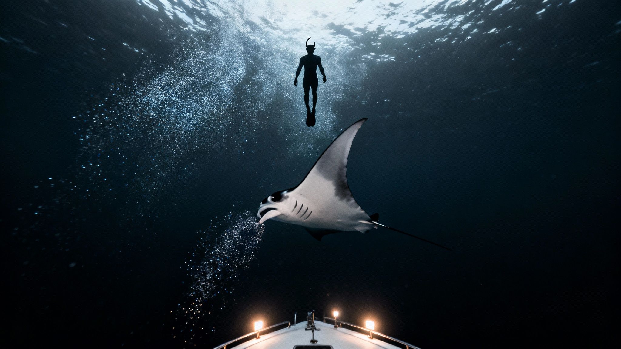 A group of snorkelers observing a large manta ray feeding at night in Kona.