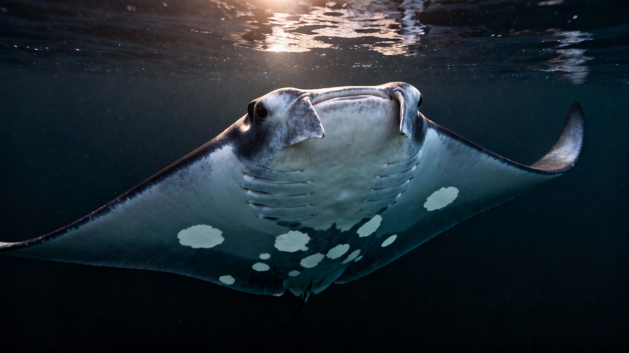 A majestic manta ray swims gracefully underwater, its white underside illuminated by sunbeams from the surface.