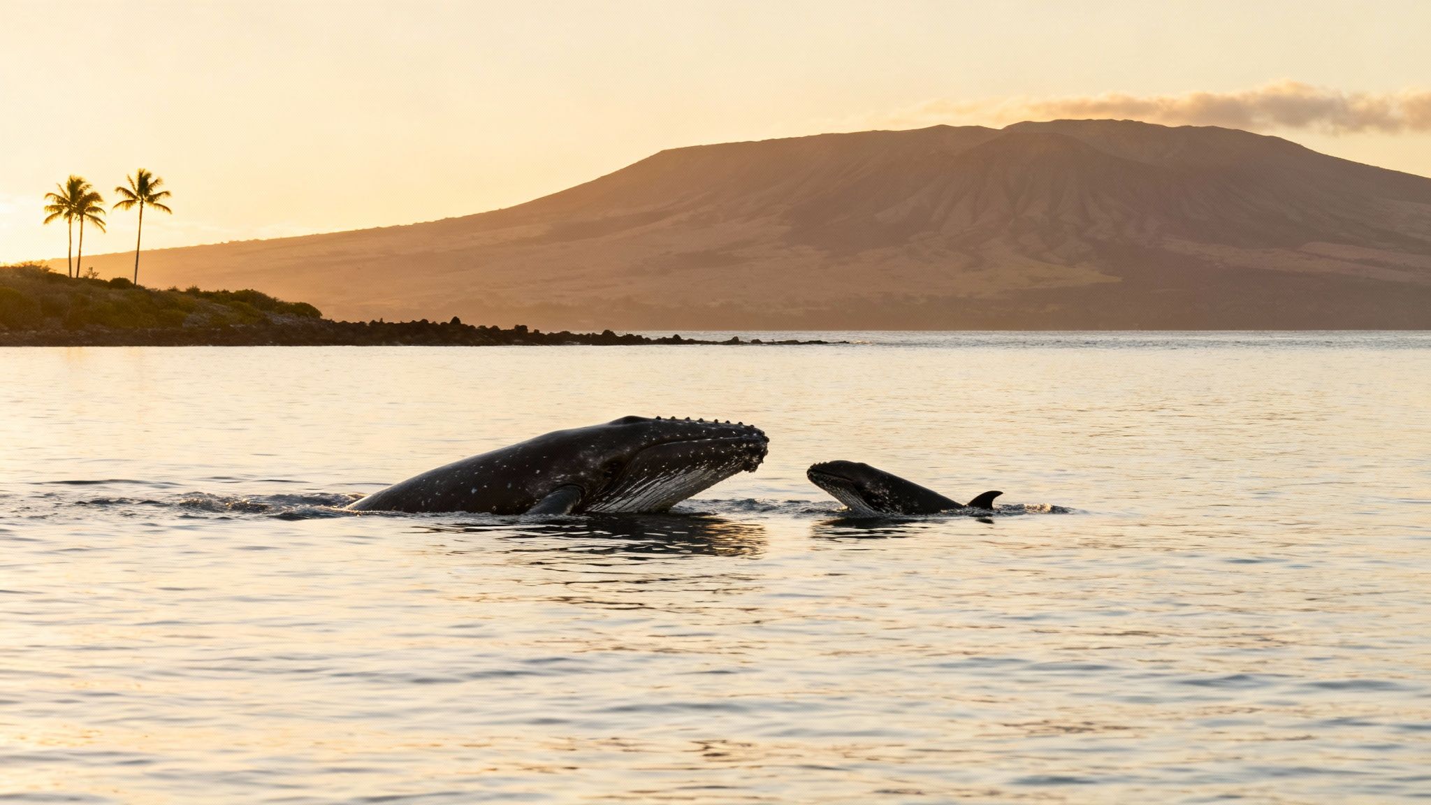 A mother humpback whale and her calf surface in golden ocean waters at sunset, with a tropical island in the background.