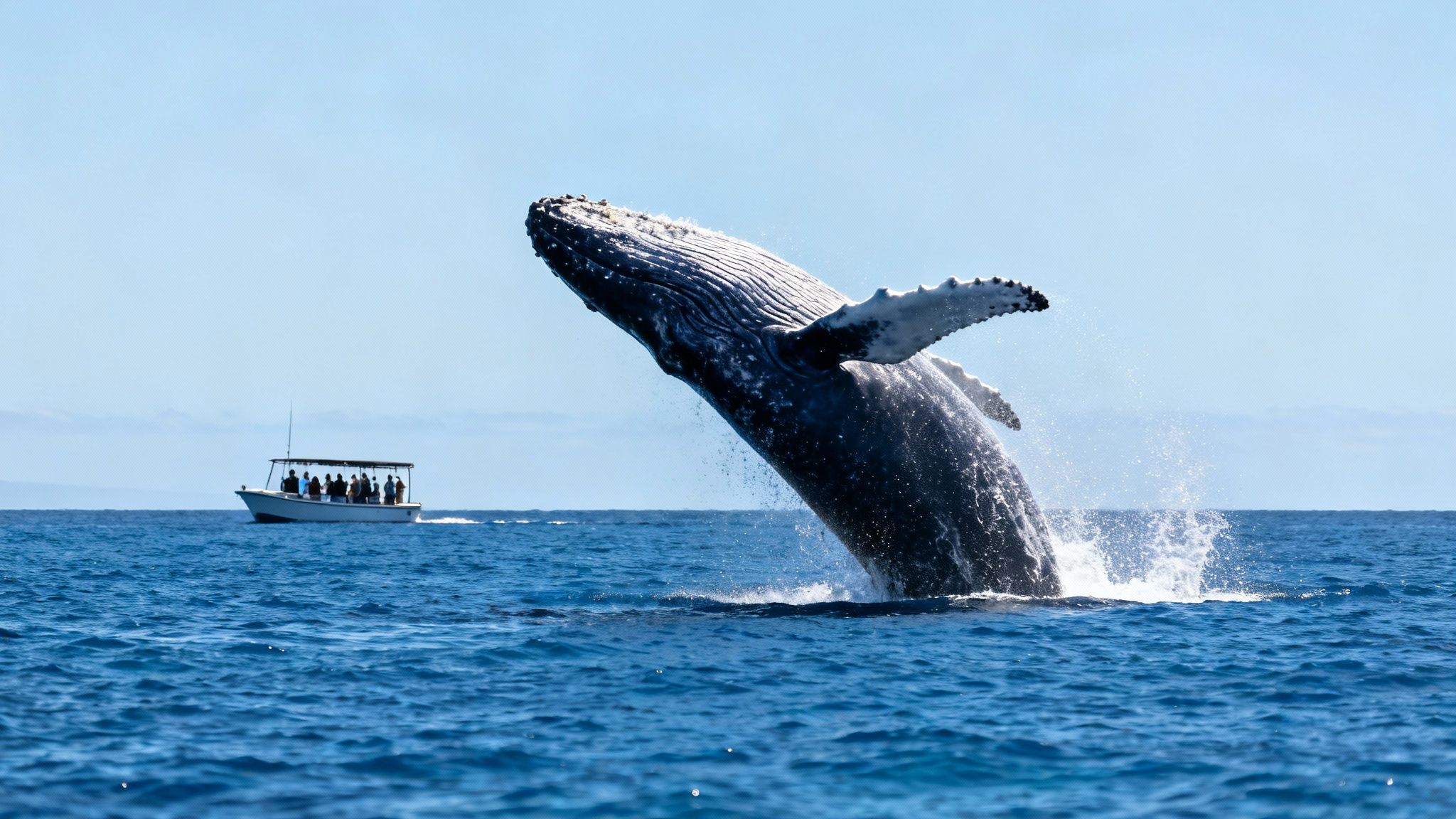 A magnificent humpback whale breaches high out of the water, splashing near a whale-watching boat.