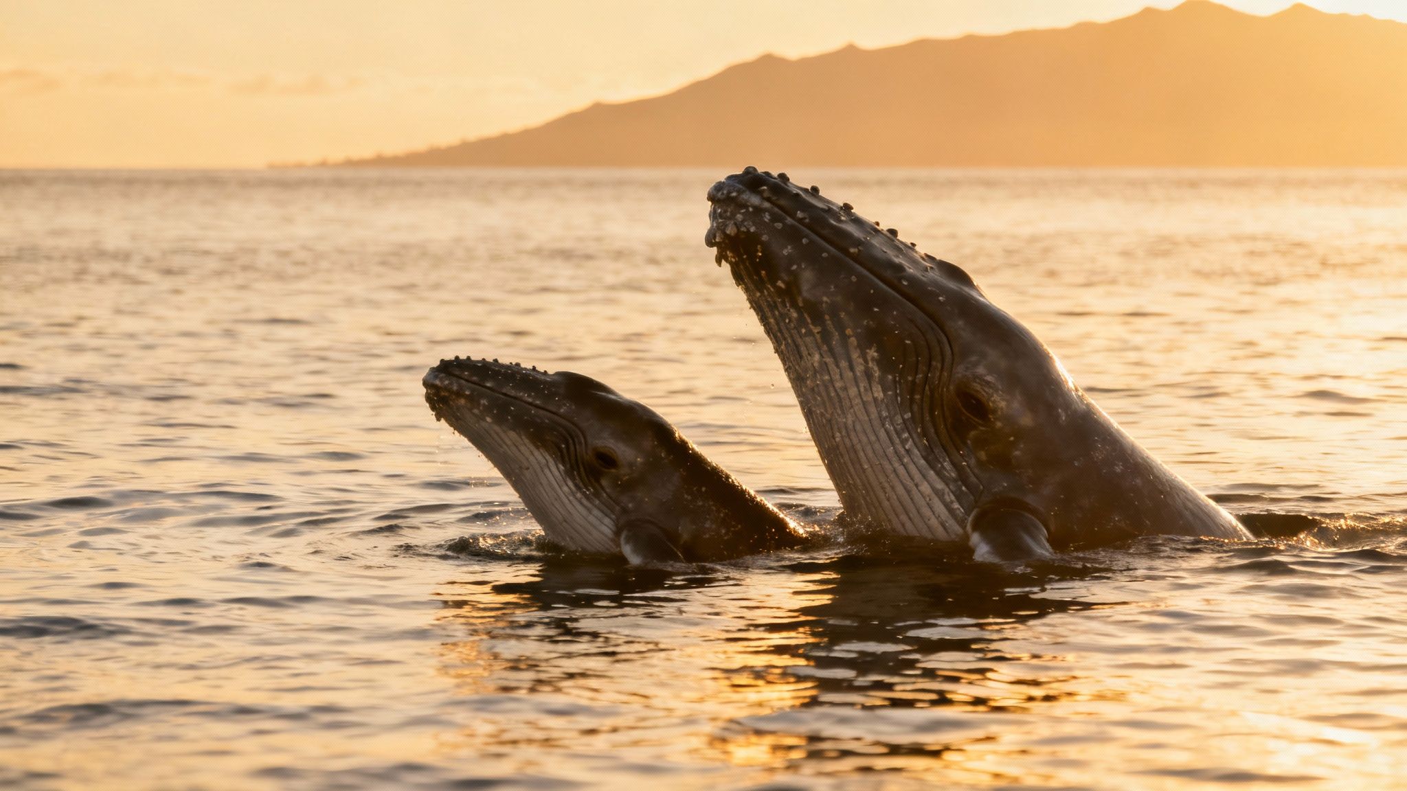 Two humpback whales emerge from golden ocean water at sunset with an island in the background.