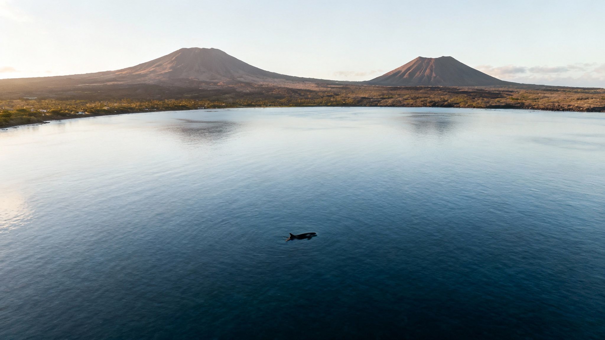Humpback whale tail fluke rising gracefully from the calm Kona ocean.