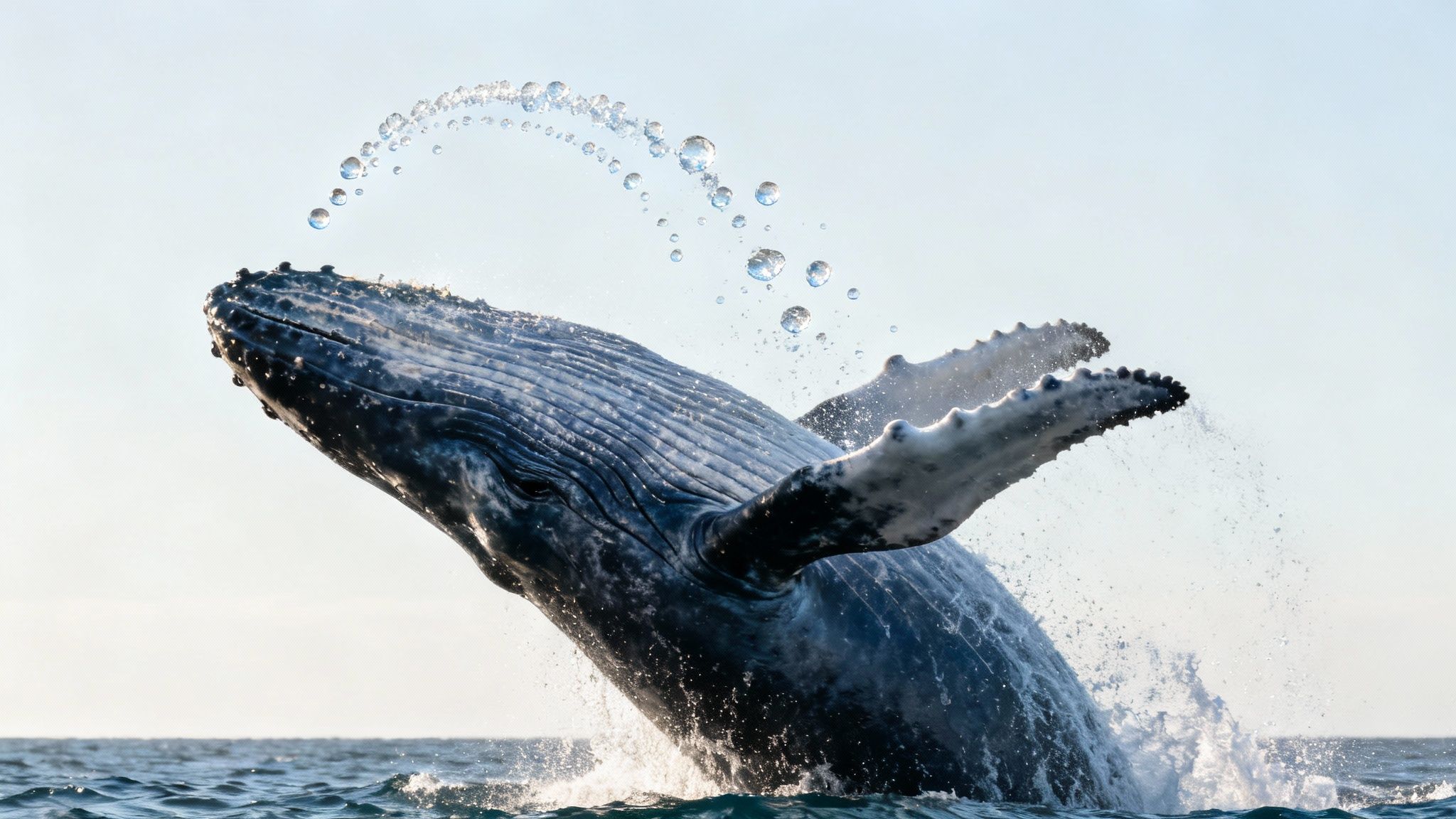 A humpback whale calf swimming alongside its mother in the clear blue waters off the Big Island.