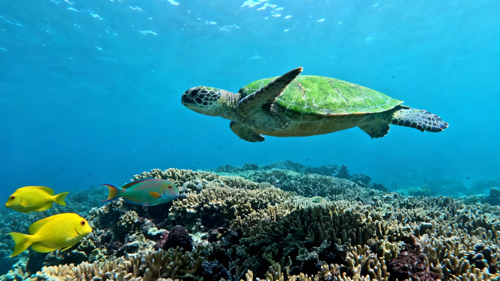 A majestic green sea turtle glides over a vibrant coral reef, accompanied by colorful fish.