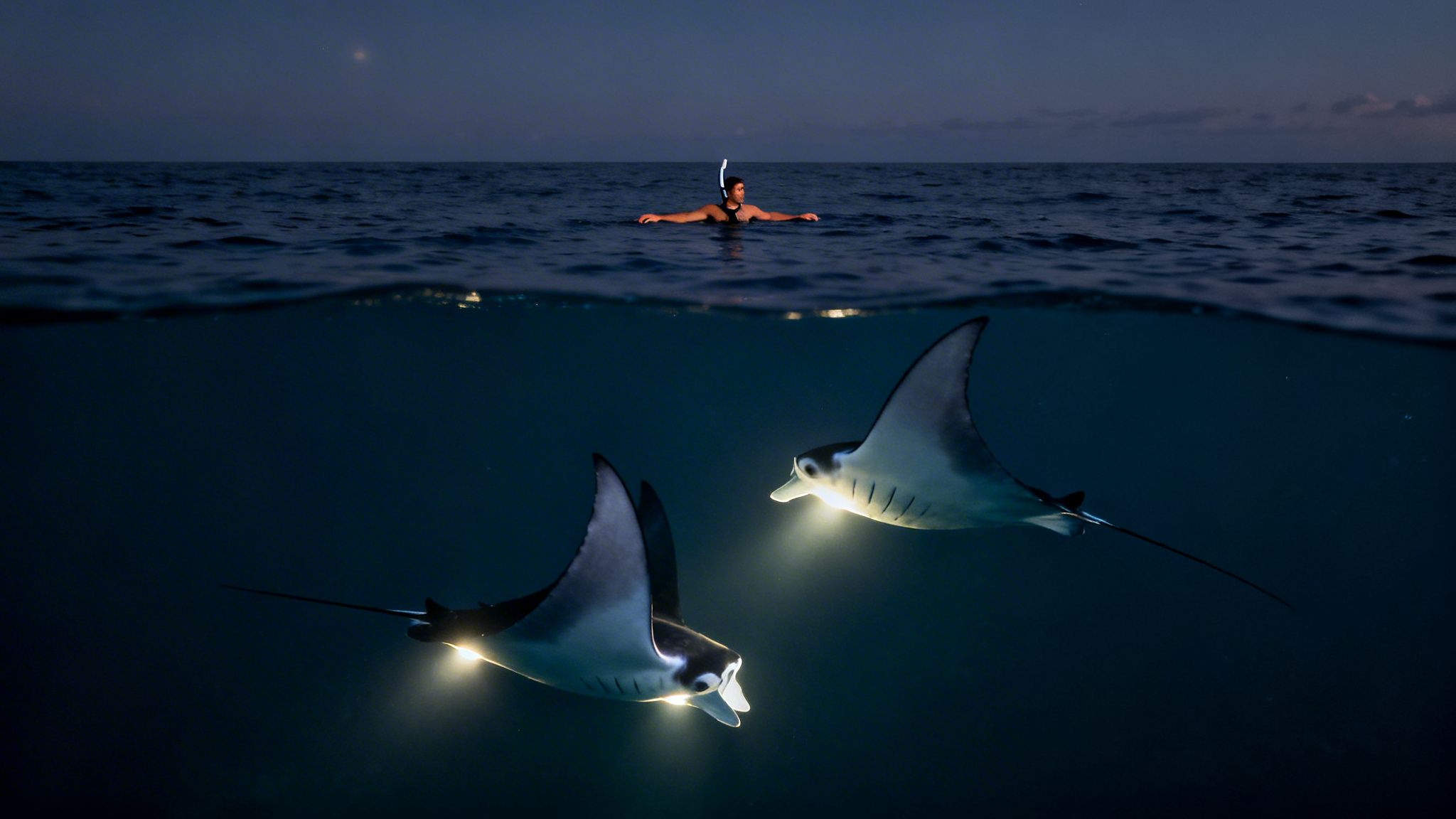 A person snorkeling at night, observing two illuminated manta rays gracefully swimming underwater.