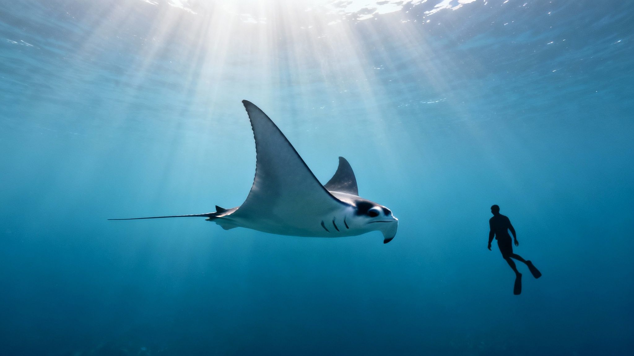 Graceful manta ray swimming in clear blue ocean water with a silhouetted freediver.