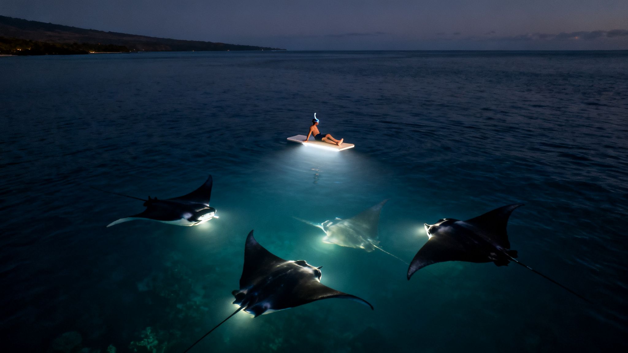 A person on a lit floating platform observing multiple manta rays at night in the ocean.