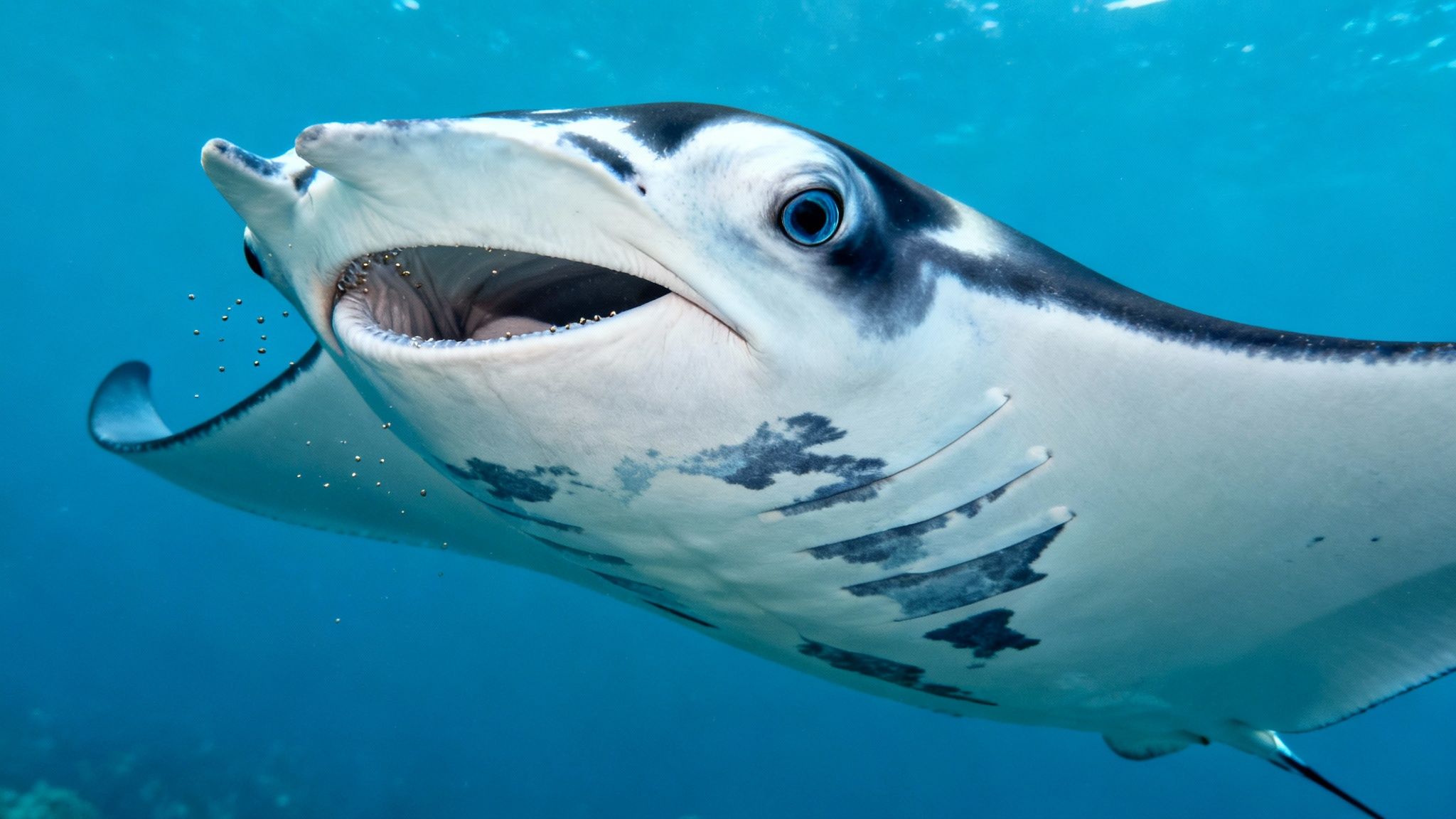 Close-up of a majestic manta ray with open mouth and blue eye swimming underwater.