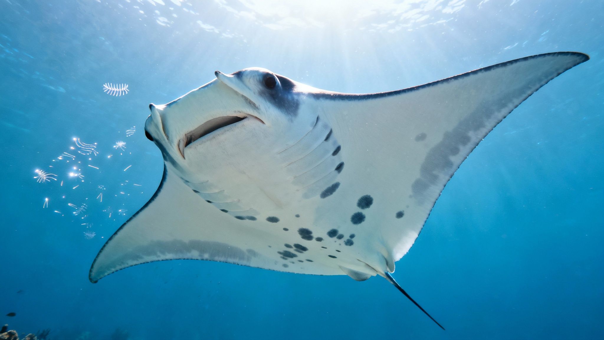A majestic manta ray glides through sunlit blue ocean, showing its spotted white underside.