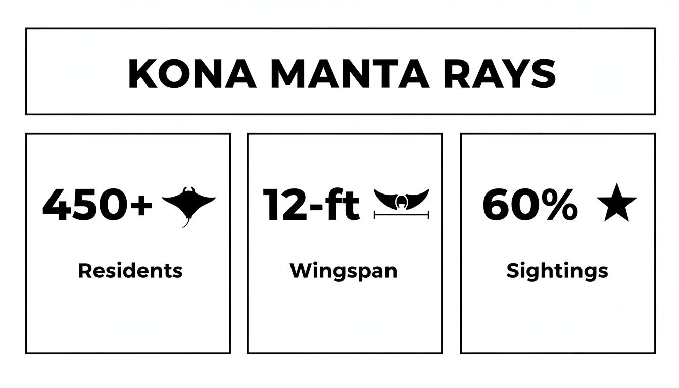 Infographic showing Kona manta ray statistics: 450+ residents, 12-ft wingspan, and 60% sightings.