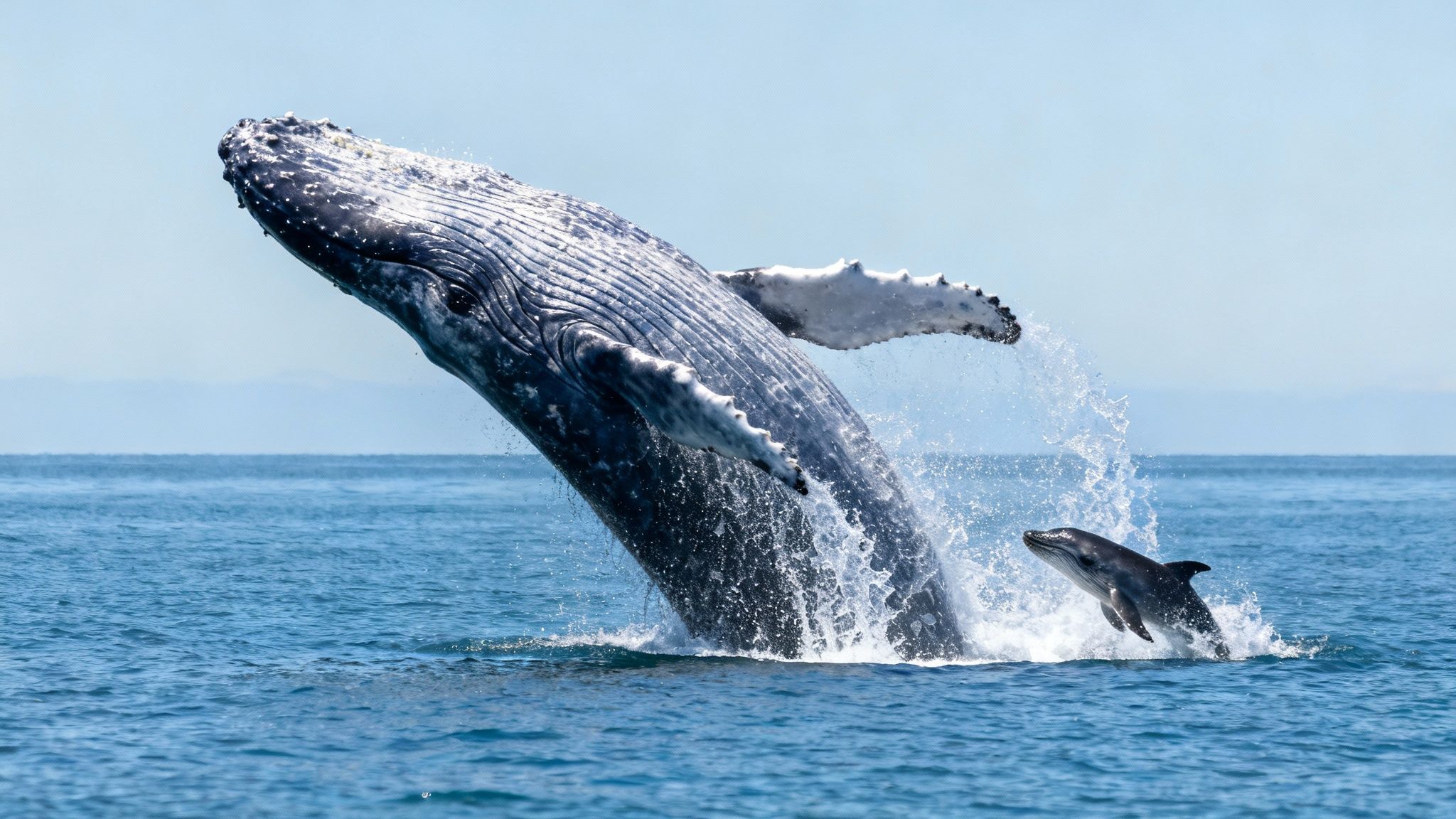 Humpback whales performing signature moves