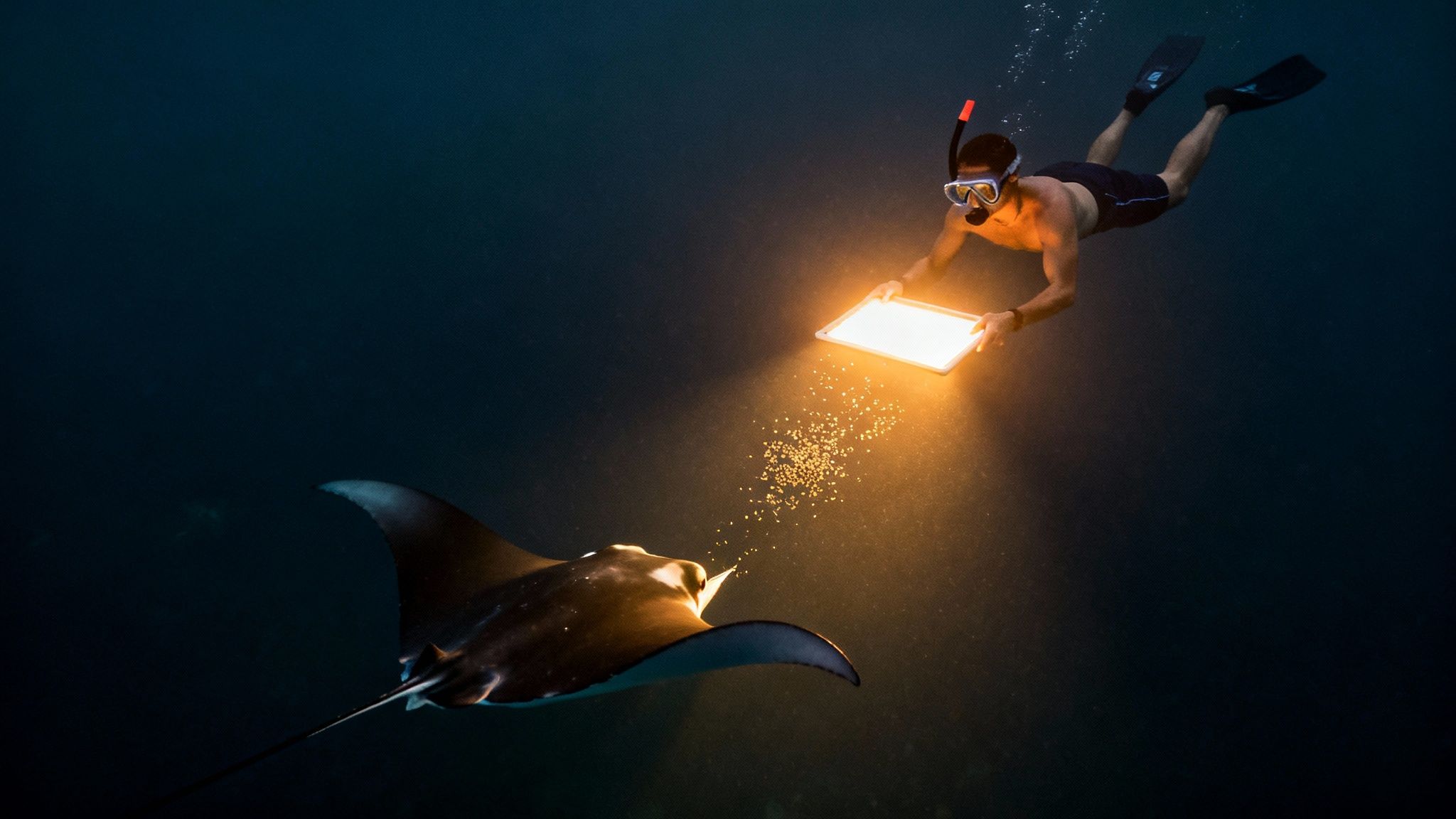 Snorkeler uses a bright light panel to attract a large manta ray in the dark ocean depths.
