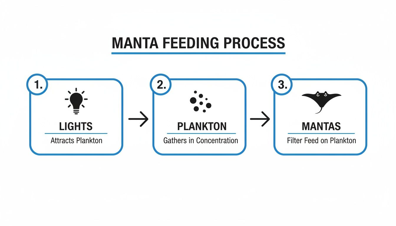 Diagram illustrating the manta ray feeding process: lights attract plankton, which mantas then filter feed on.