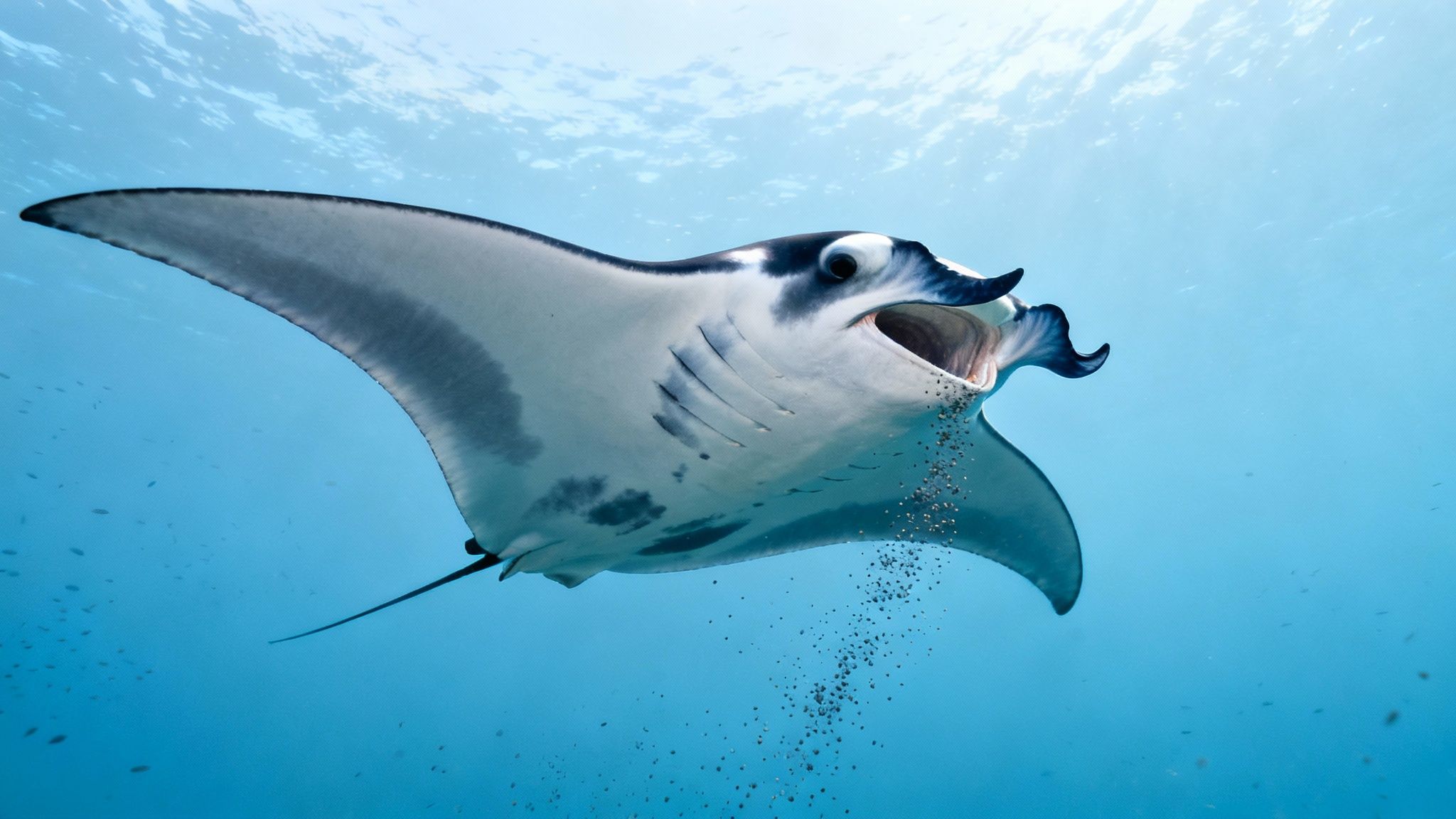 A majestic black and white manta ray glides through clear blue ocean water, filter feeding.