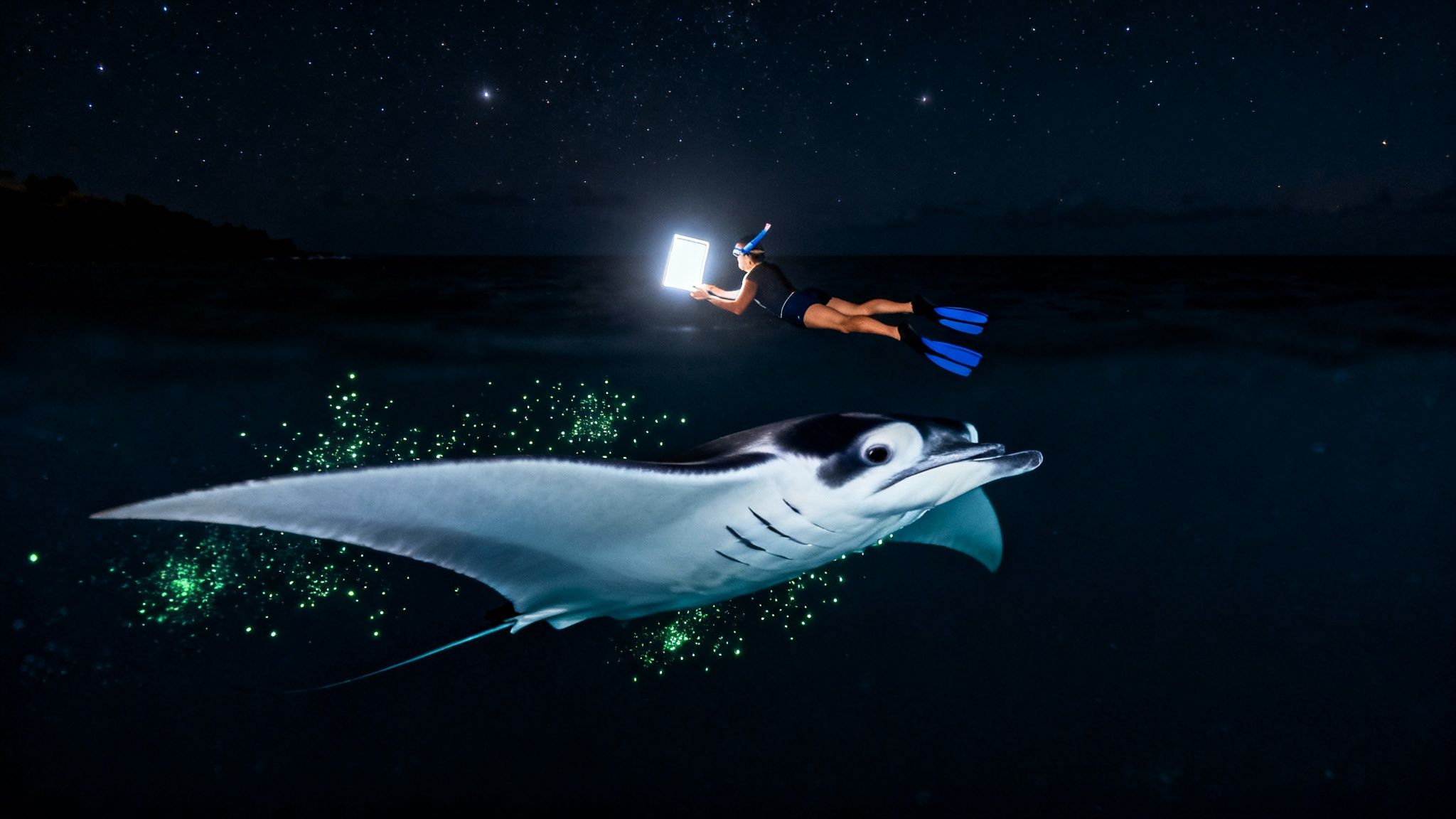 A snorkeler holds a bright tablet, illuminating a manta ray surrounded by bioluminescence at night.