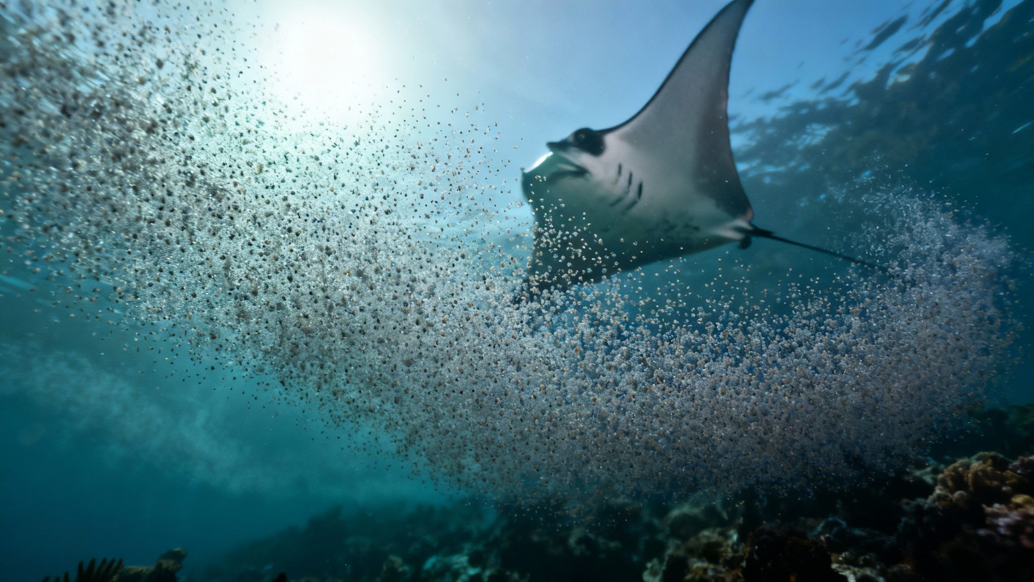 A majestic manta ray glides through a dense cloud of plankton, illuminated by sunlight from above.