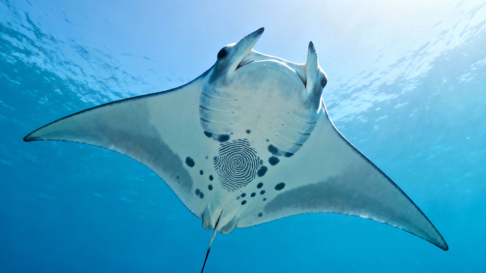 A majestic manta ray swims gracefully overhead, showcasing its unique white underside and distinct markings against the clear blue ocean.