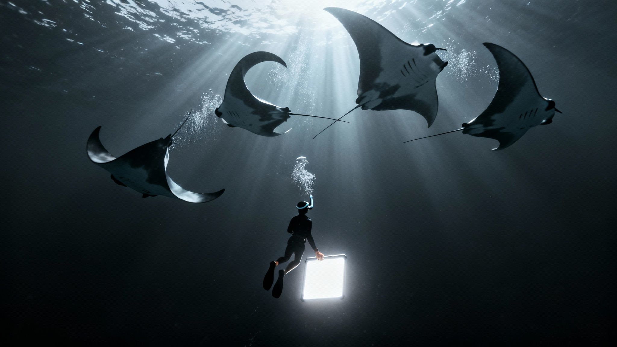 A manta ray glides gracefully under the water at night, illuminated by the light board above.